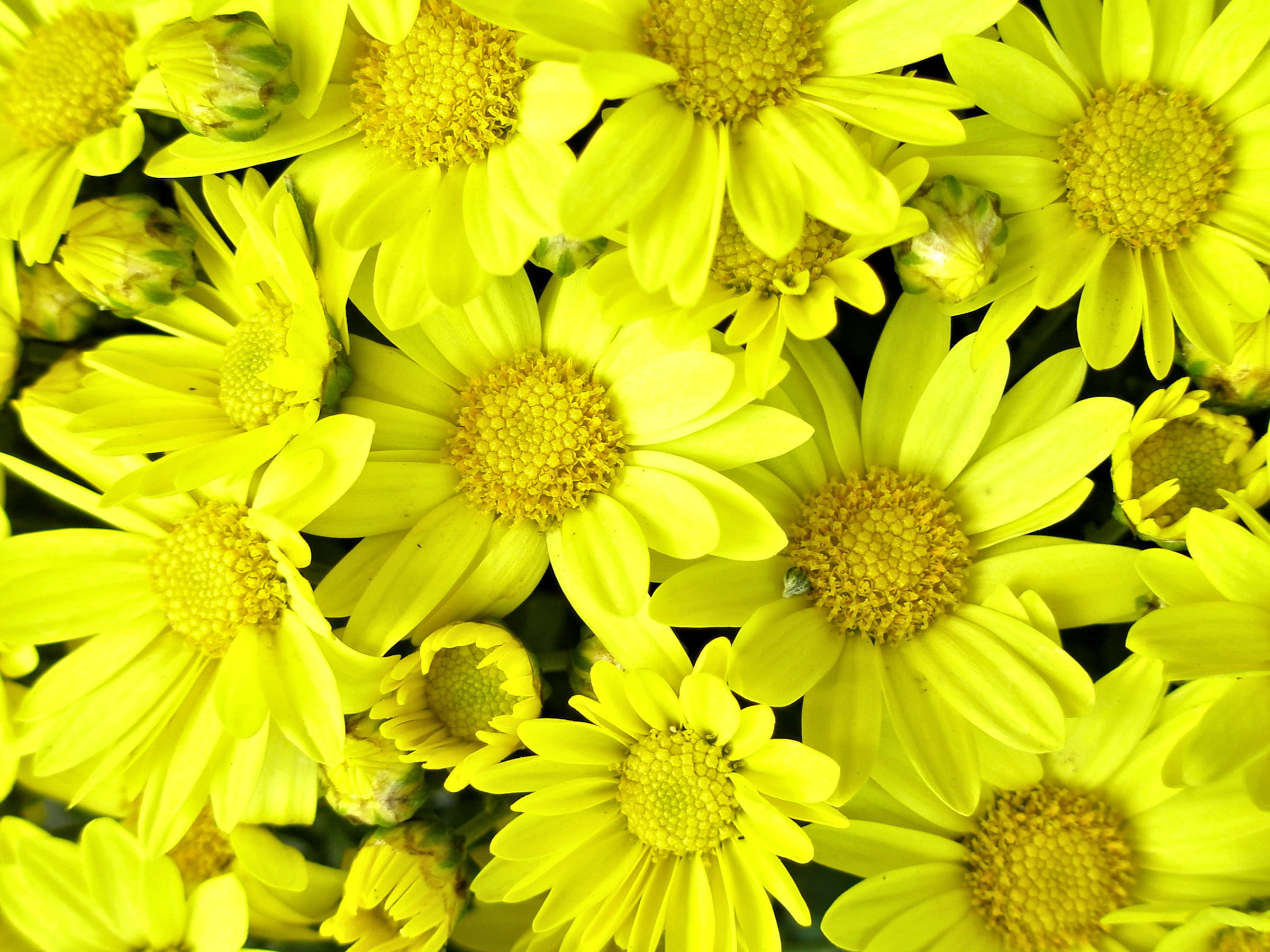 autumn, freshness, 1080P, growth, cheerful, no people, petal, outdoors, inflorescence, flower, pollen, accent, well, bright, plant, vulnerability, gardens, HD Wallpaper