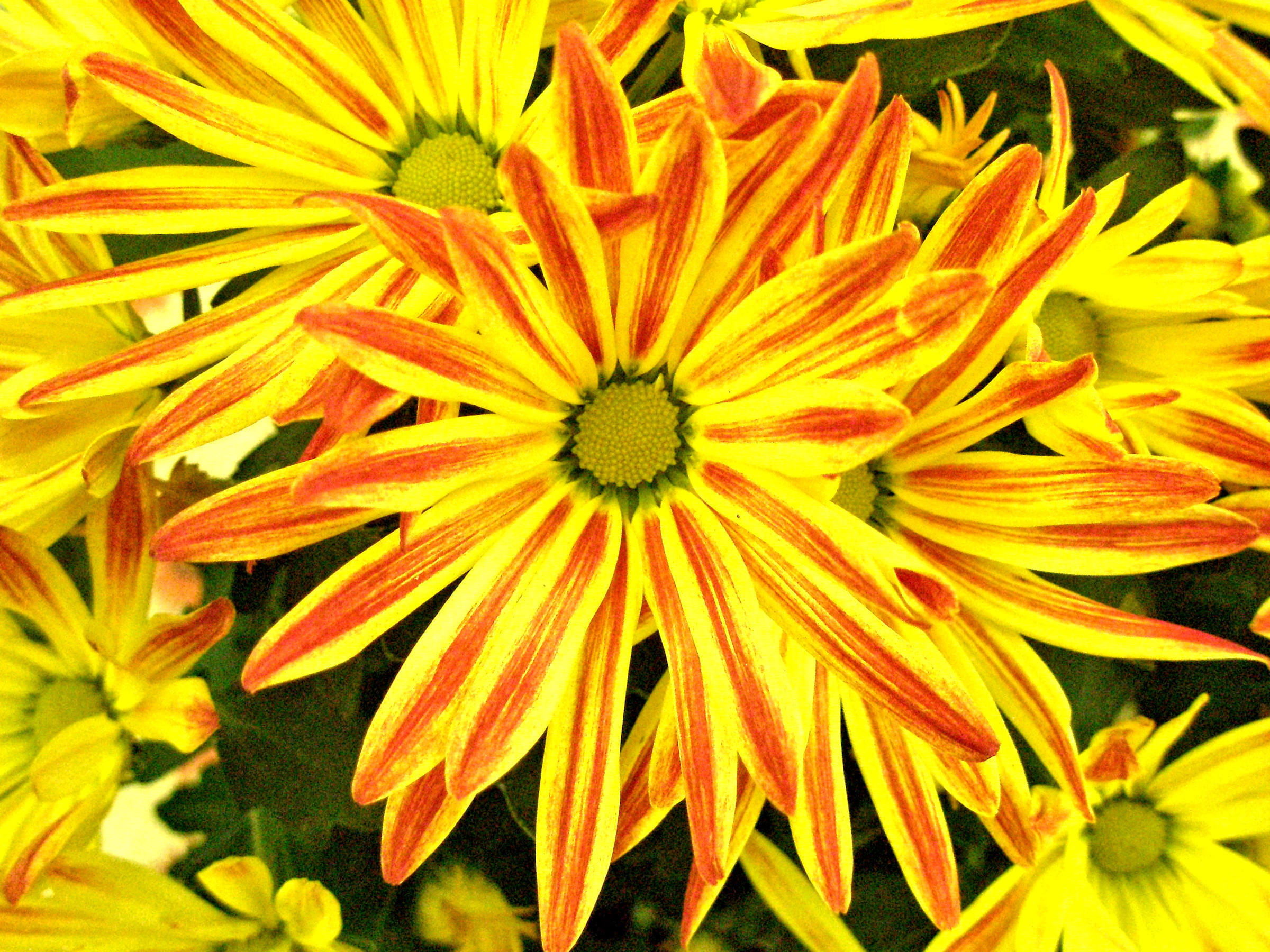 daisy, blossom, yellow, 1080P, color, beauty in nature, plant, park, accents, day, petal, botany, autumn, touched, no people, real, close-up, orange, artist, HD Wallpaper