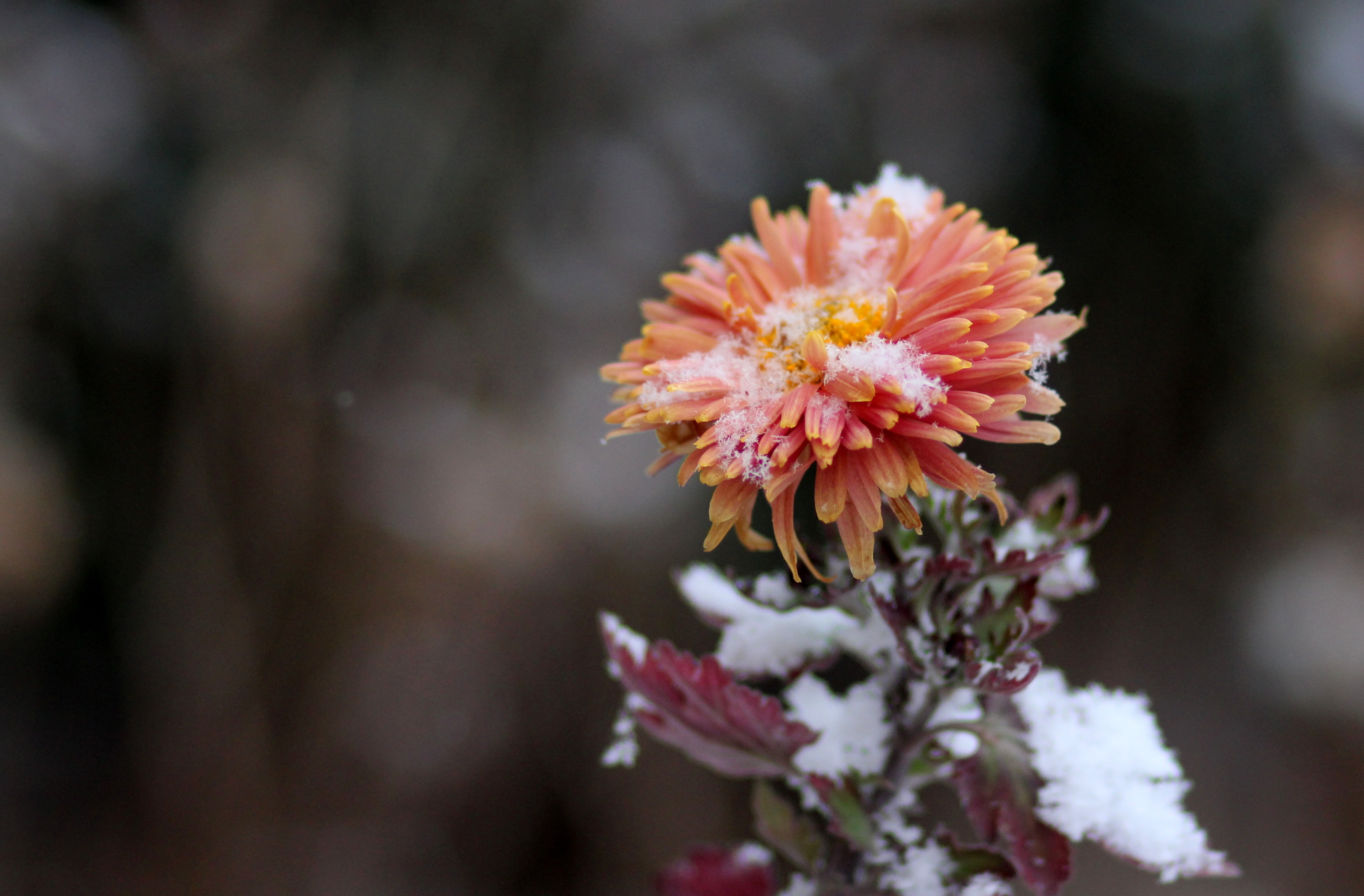 blossoming, freshness, chrysanthemum, flower Head, macro, beauty In Nature, formal Garden, day, orange, leaf, pollen, mums, green Color, bud, pink Color, HD Wallpaper