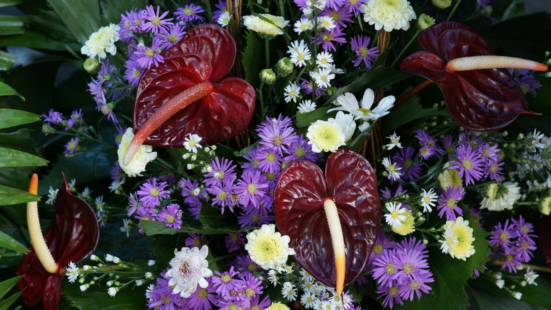 white, no people, outdoors, flower, anthurium, red, flower Head, variation, purple, decoration, growth, inflorescence, multi Colored, flower arrangement, HD Wallpaper