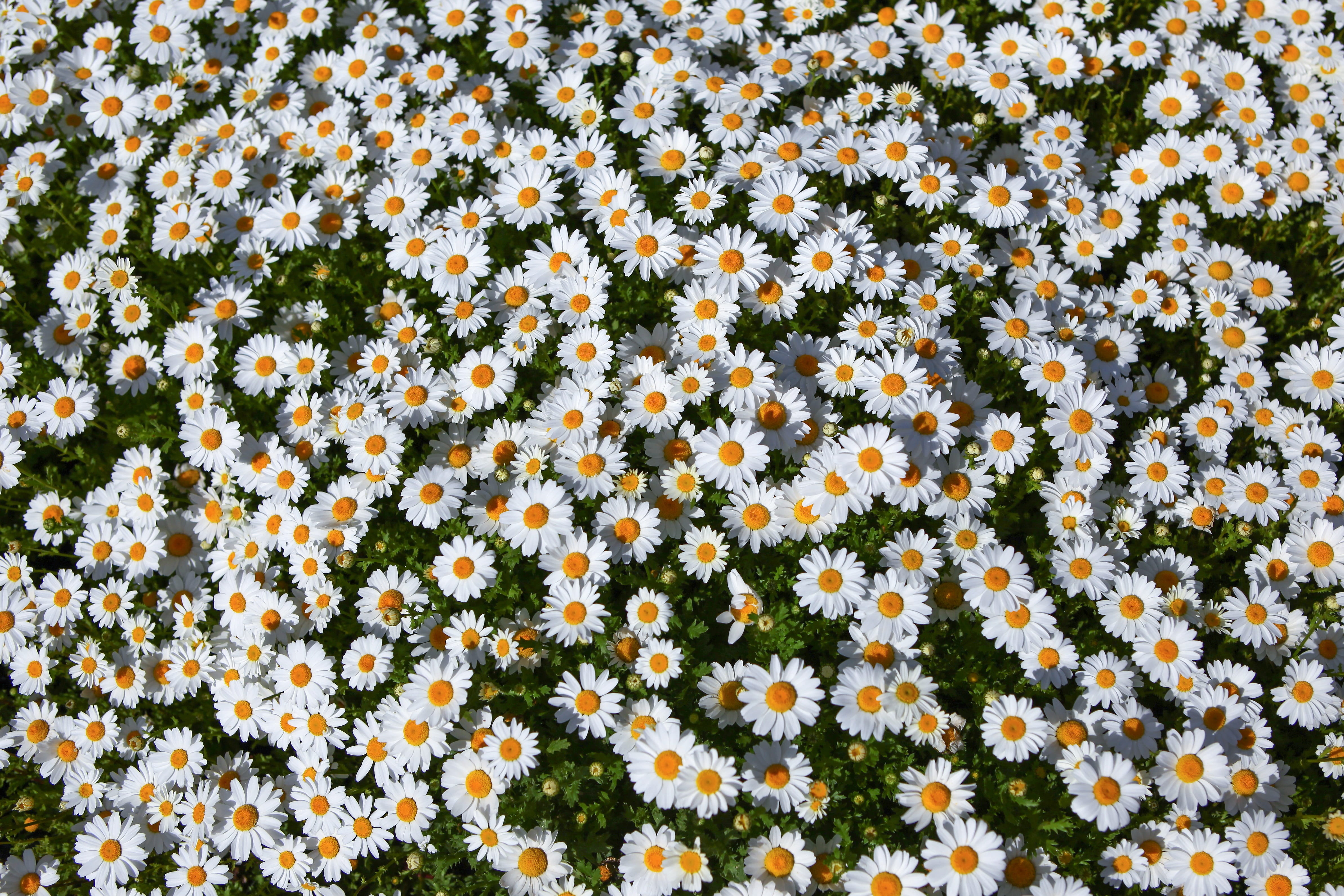 close-up, flower head, 4K, textile, floral, beautiful, daisy, pattern, no people, white, day, vulnerability, fragility, beauty in nature, high angle view, HD Wallpaper