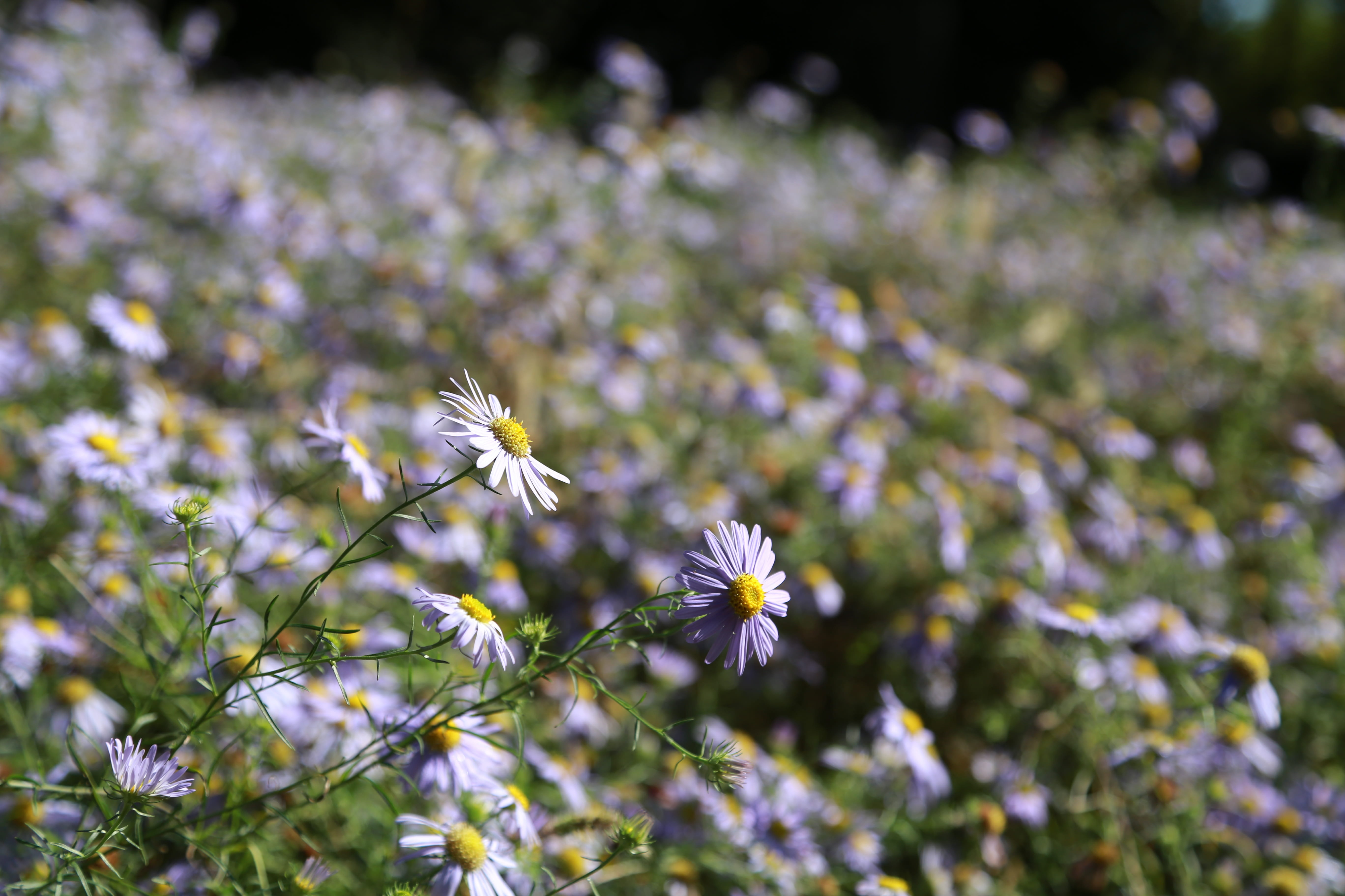 selective focus, freshness, fragility, land, chrysanthemum, pollination, gujeolcho, flower head, vulnerability, outdoors, purple, flowering plant, day, HD Wallpaper