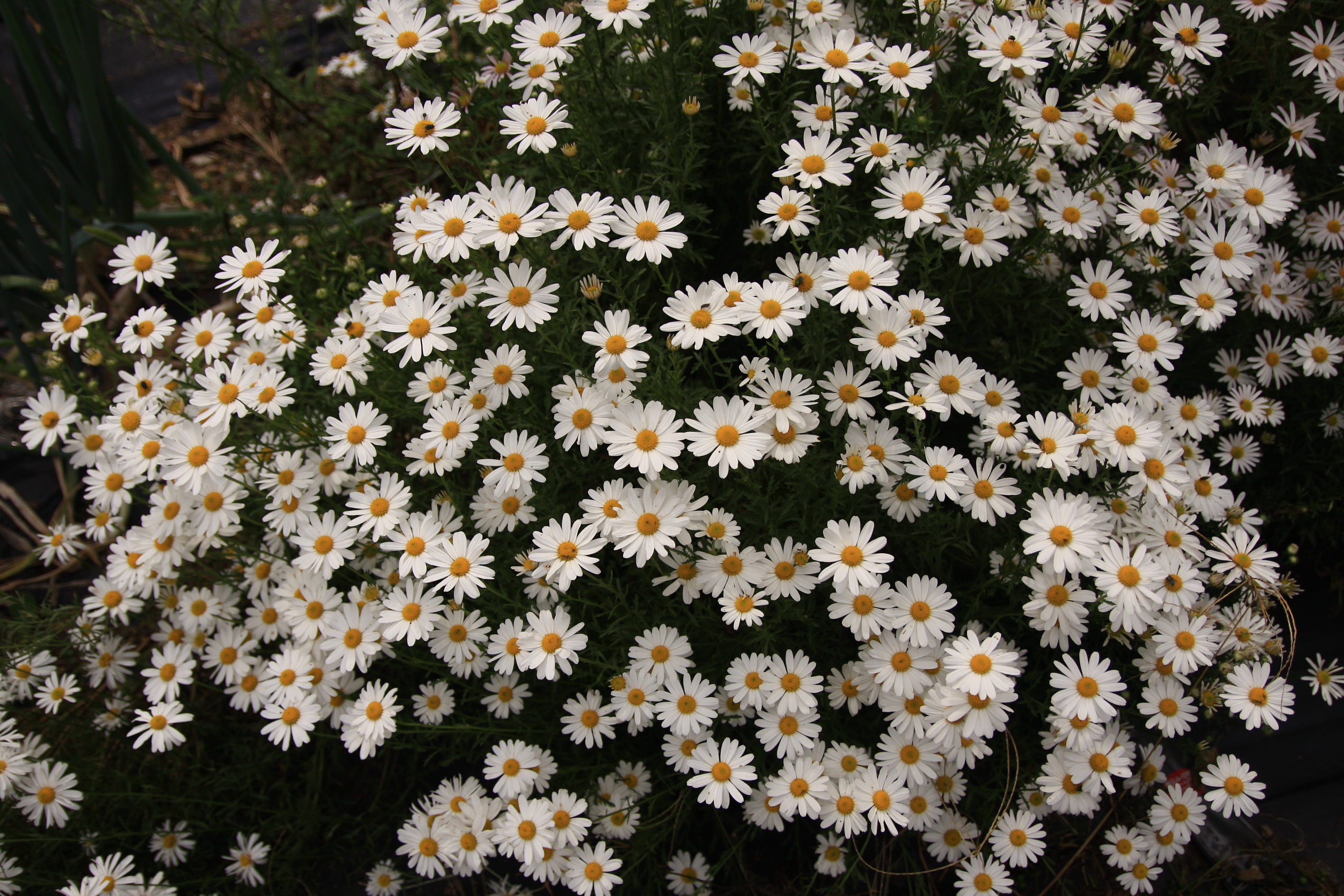 abundance, eggs, nature, outdoors, their mums, high angle view, freshness, 4K, day, autumn, growth, flower, petal, no people, beauty in nature, flowering plant, HD Wallpaper