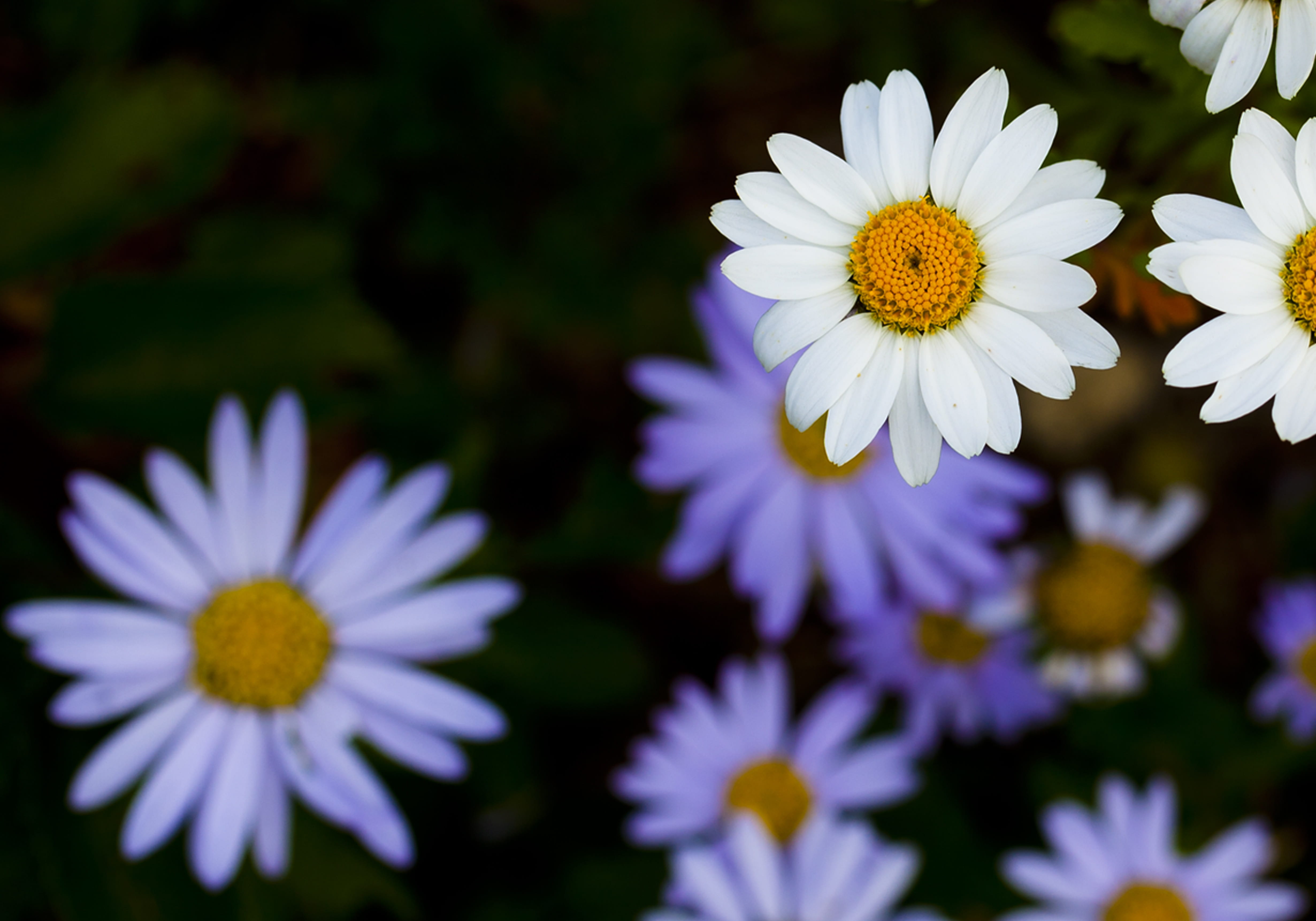 flowering plant, plants, petal, flower, daisy, flowers, inflorescence, beauty in nature, no people, autumn, outdoors, yellow, flower head, growth, pollen, HD Wallpaper