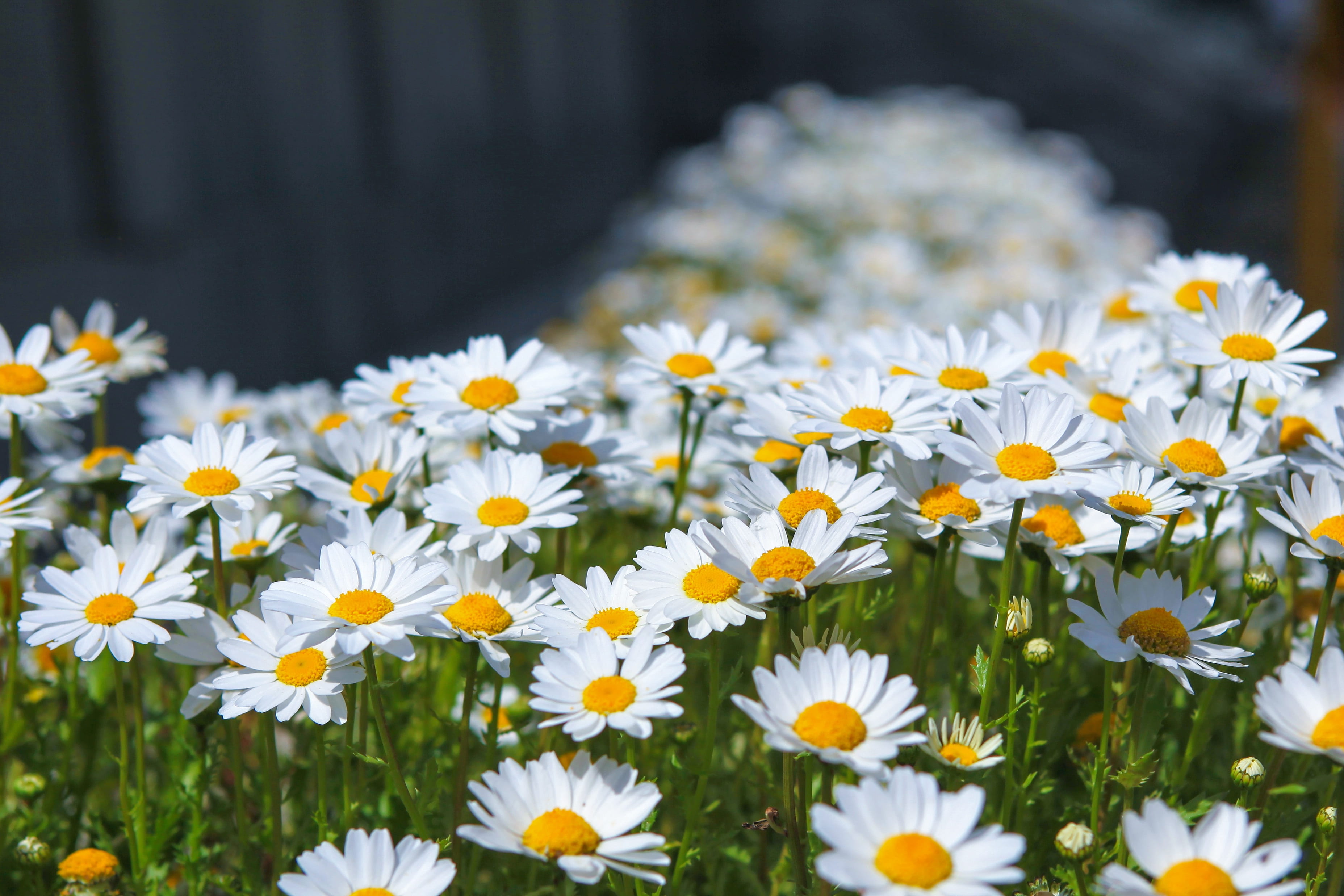 autumn, fragility, summer, no people, uncultivated, petal, selective focus, flowering plant, garden, photo, gujeolcho, their mums, white, flowers, inflorescence, HD Wallpaper