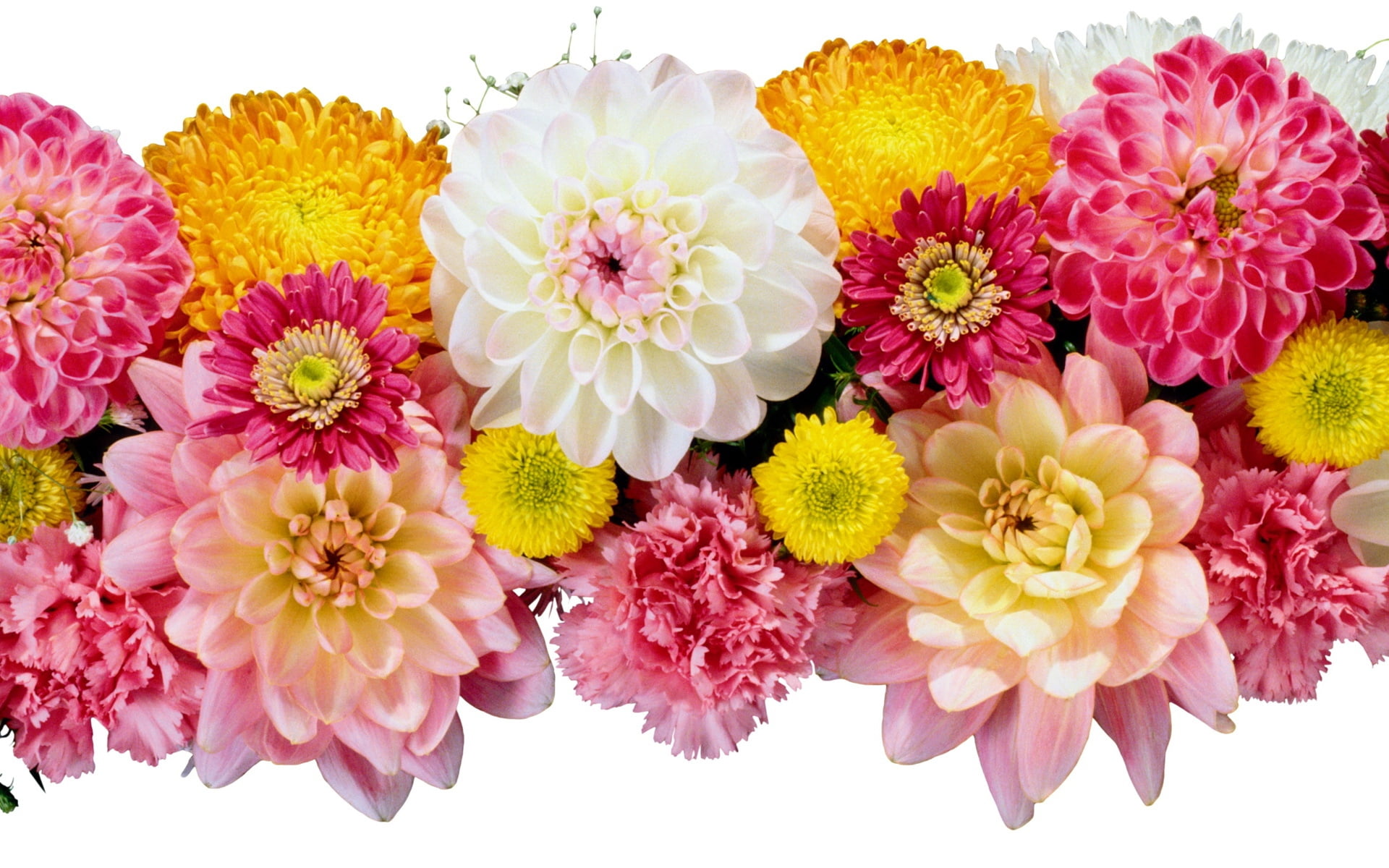 studio shot, petal, white, gift, 1080P, decoration, flower Head, fragility, wedding, no people, dahlia, flower arrangement, flower, multi Colored, pollen, HD Wallpaper
