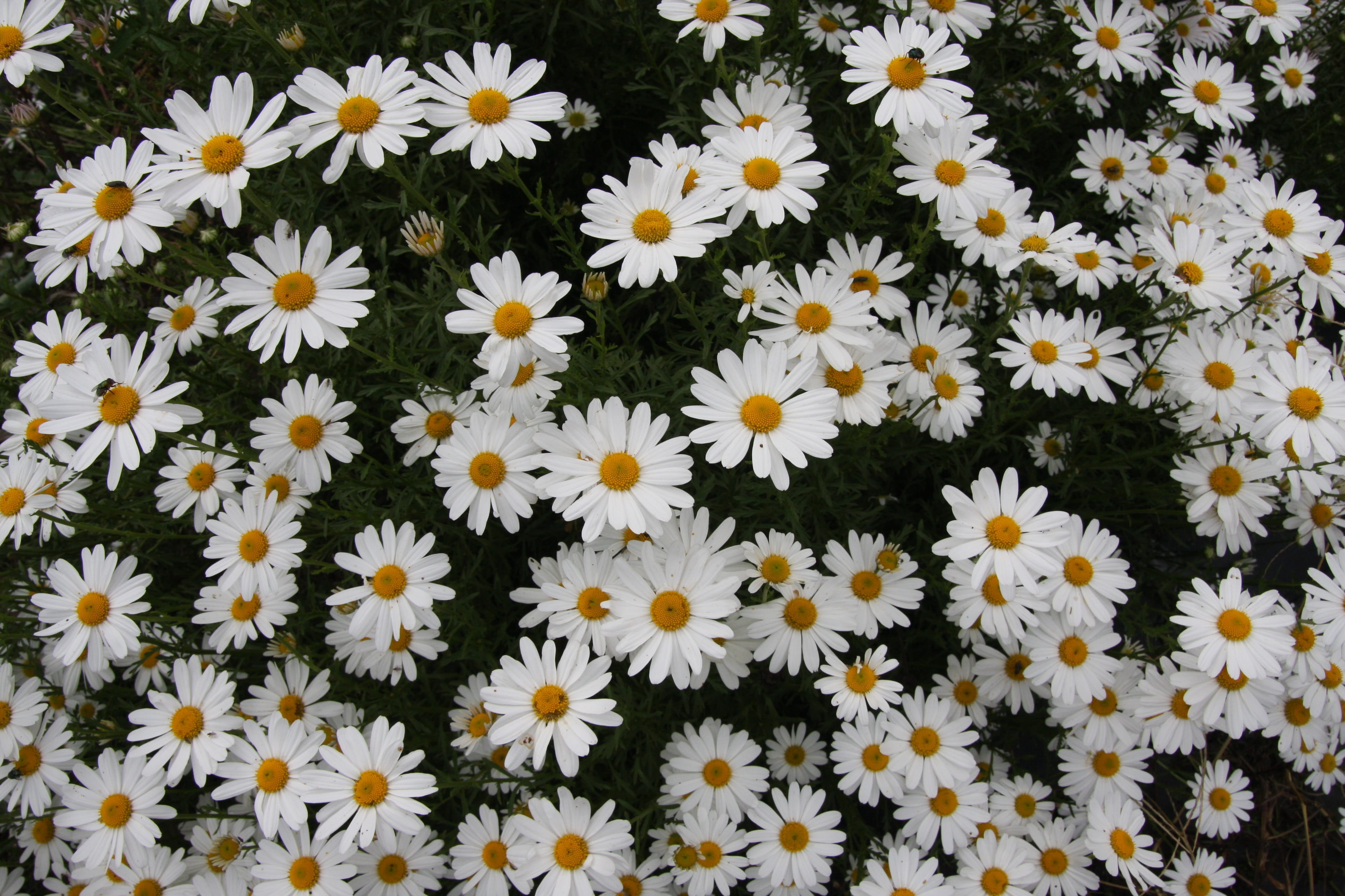 fragility, vulnerability, freshness, beauty in nature, wildflower, 4K, flowers, white color, petal, gujeolcho, inflorescence, flower, backgrounds, day, HD Wallpaper