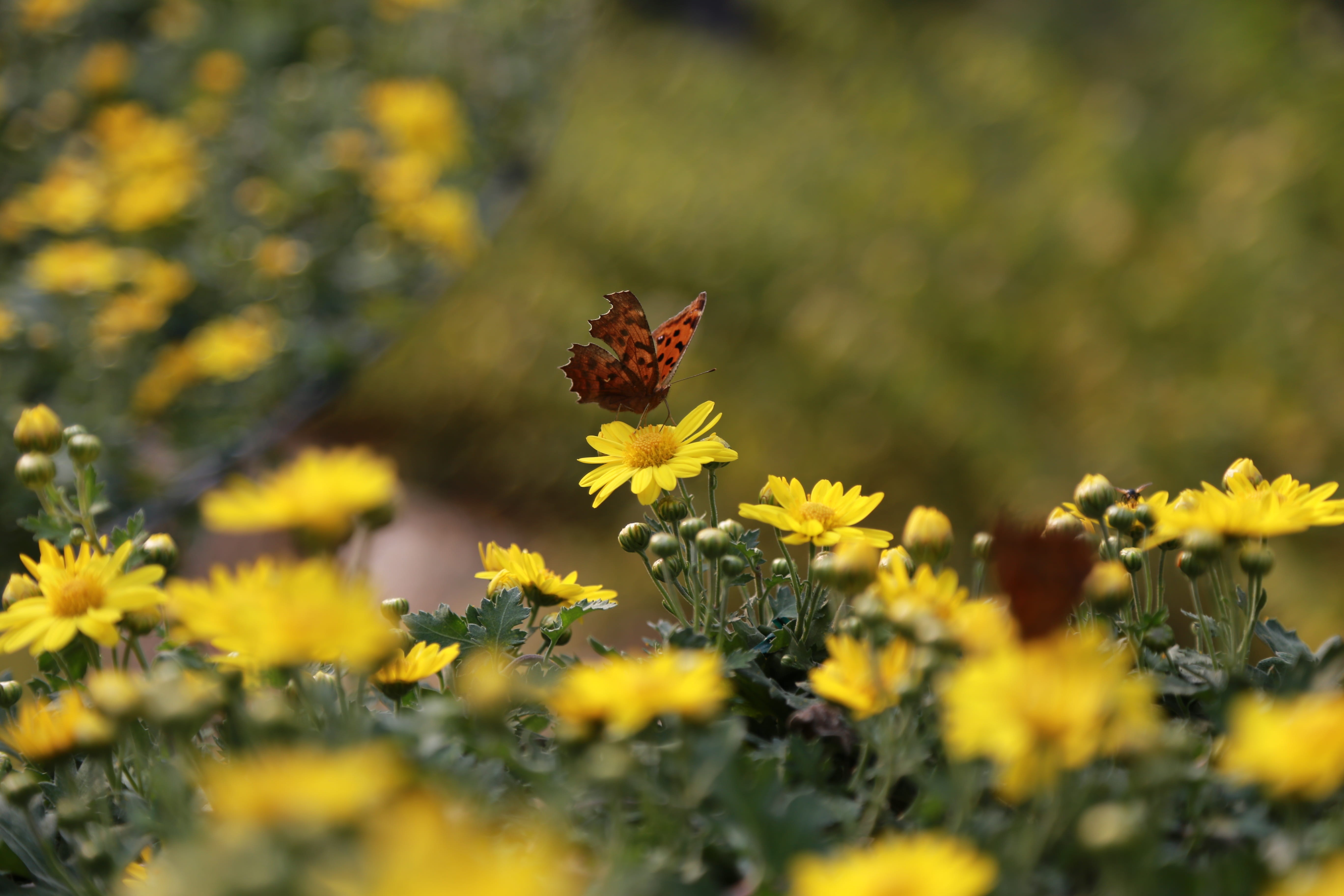 field, 5K, beauty in nature, chrysanthemum, close-up, pollination, butterfly - insect, flower, freshness, wildflower, yellow, petal, pollen, land, flowering plant, HD Wallpaper