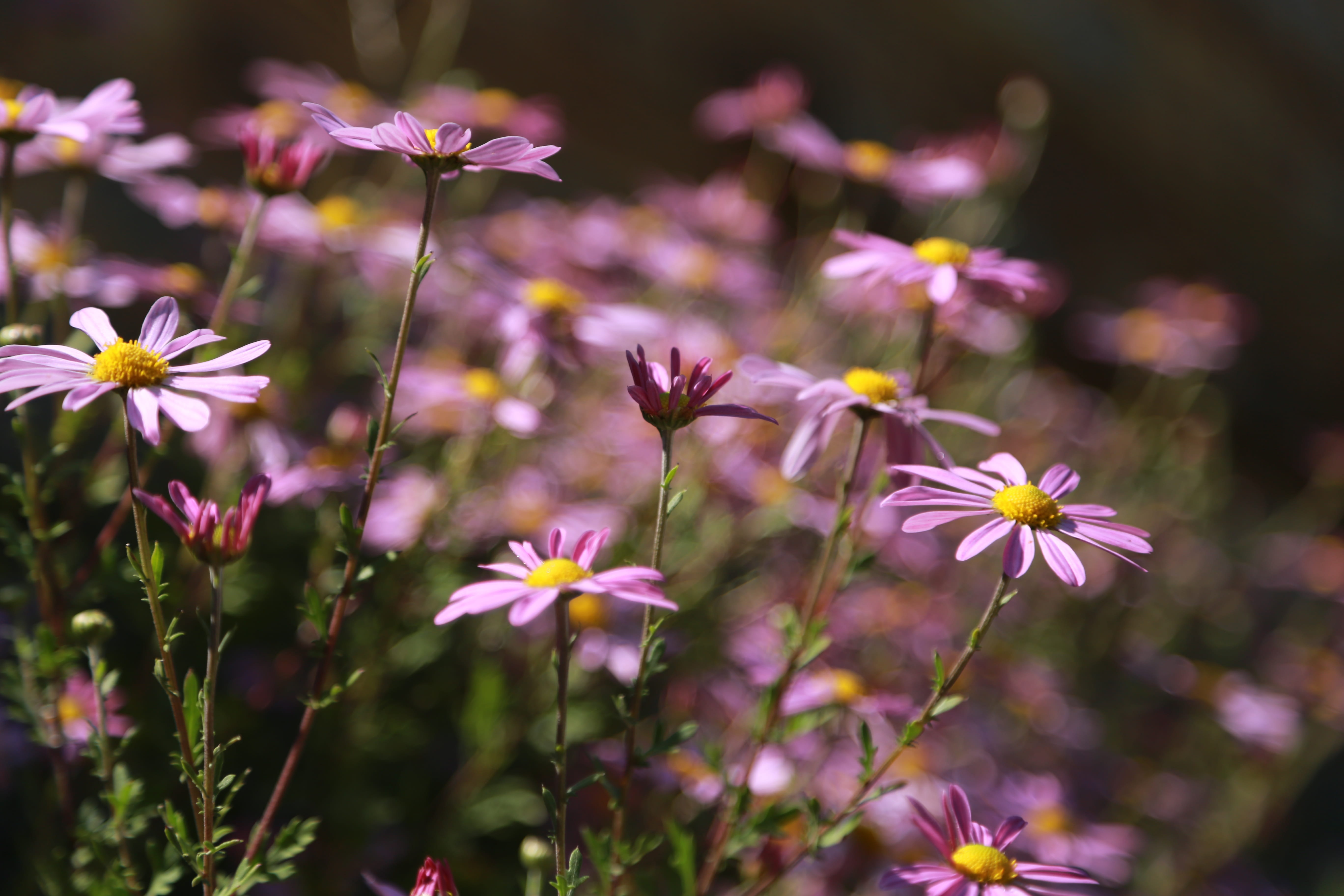 nature, 5K, gujeolcho, close-up, growth, plant stem, selective focus, petal, plants, pink color, vulnerability, flowers, inflorescence, purple, fragility, HD Wallpaper