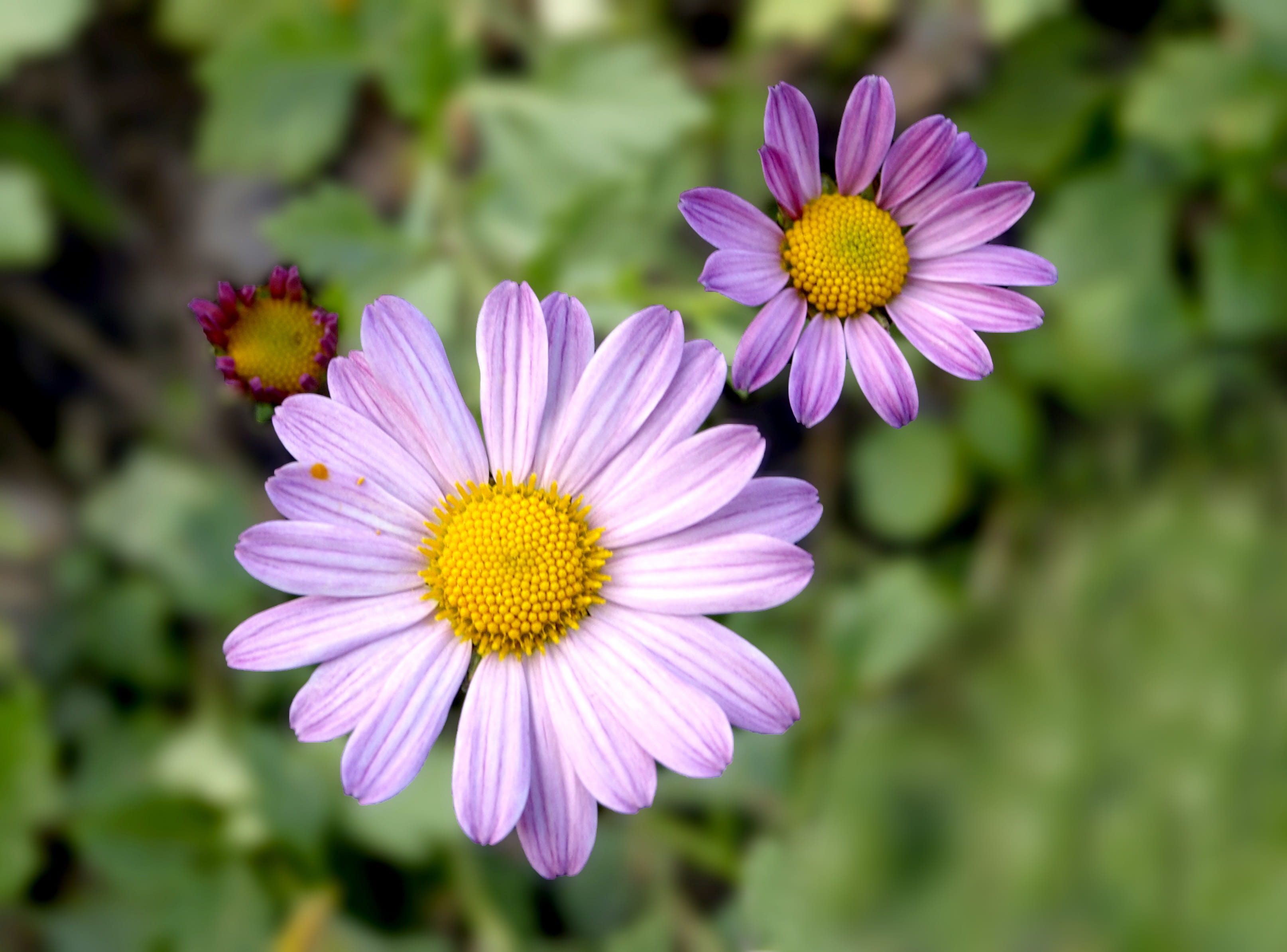 outdoors, the spirit level history, petal, close-up, focus on foreground, flower head, inflorescence, sejong city, plant, yellow, 2K, flowering plant, HD Wallpaper