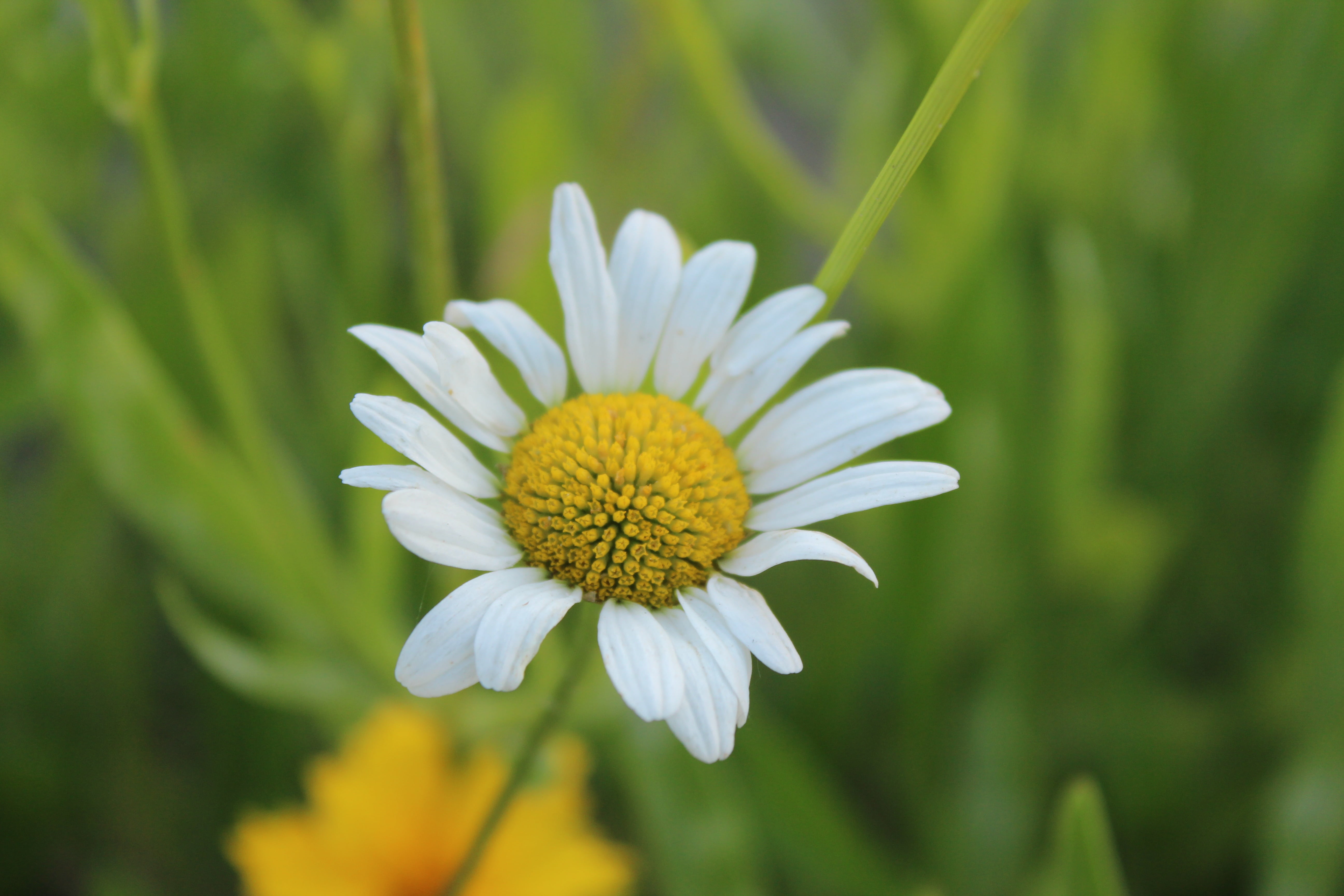 outdoors, growth, no people, plant, daisy, freshness, close-up, inflorescence, gujeolcho, springtime, flower, petal, vulnerability, fragility, focus on foreground, HD Wallpaper