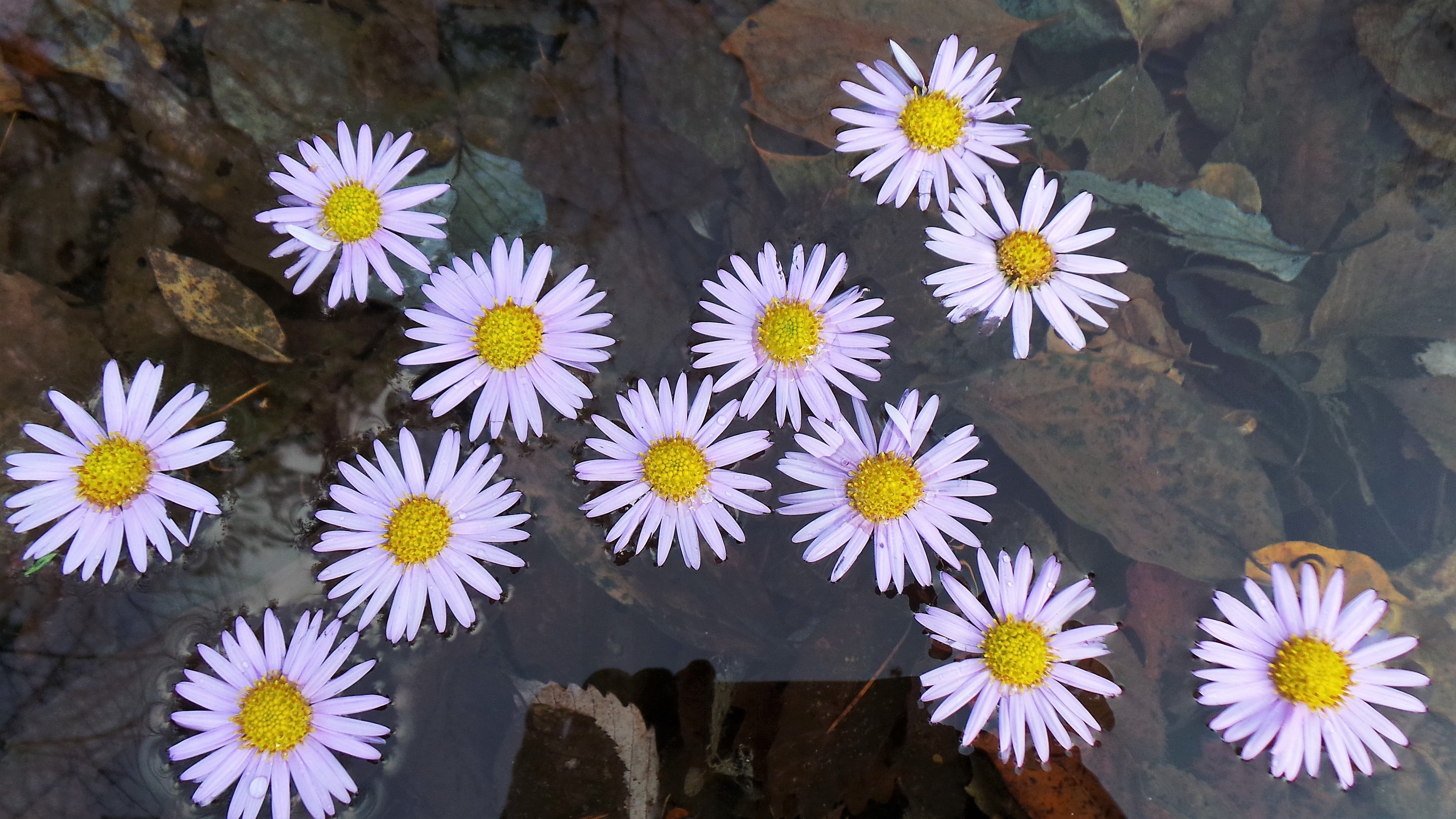 flowers, nature, flower head, real people, beauty in nature, growth, body part, petal, flower, human body part, fragility, purple, flowering plant, autumn, HD Wallpaper