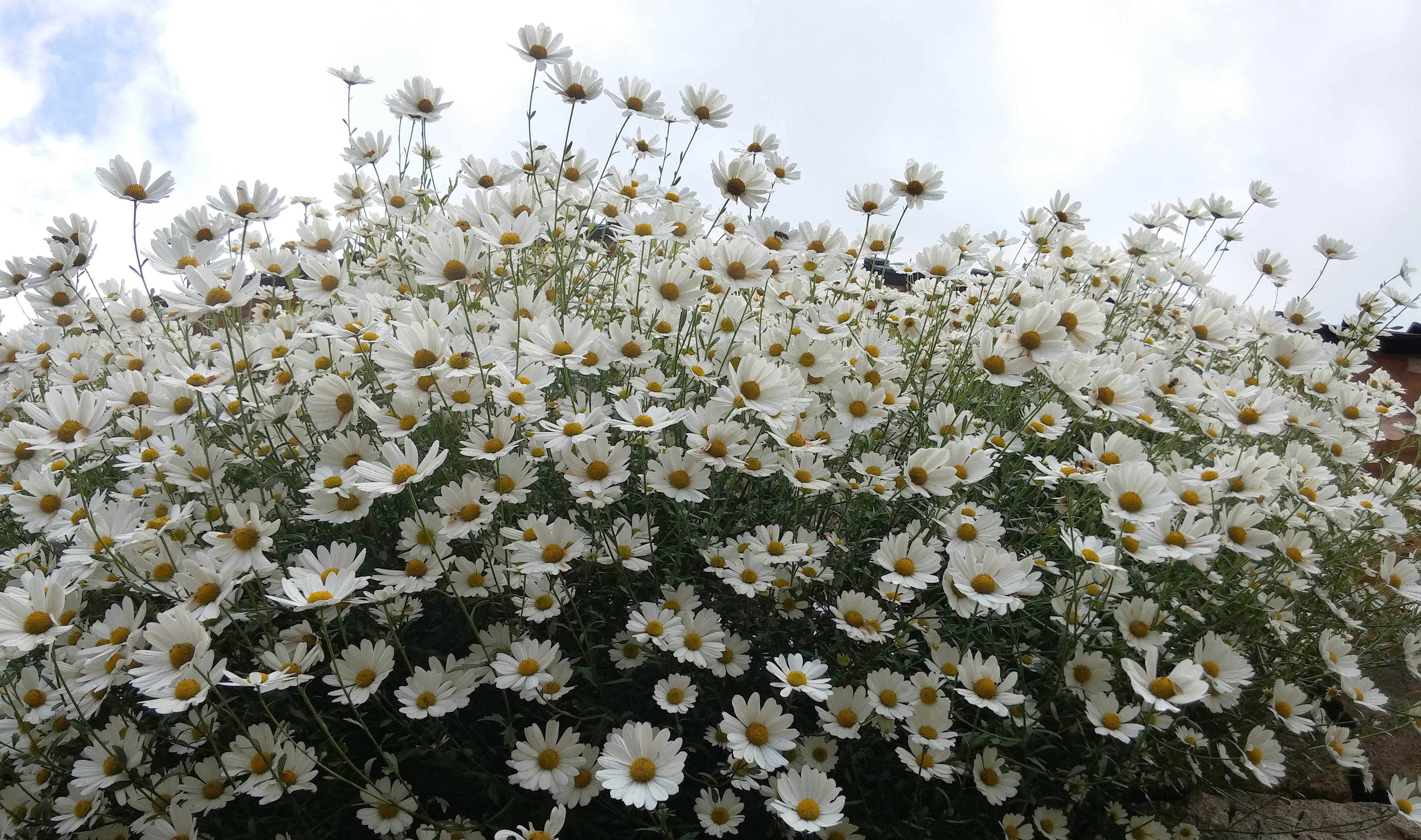 sky, flowers, inflorescence, 4K, no people, sejong city, medicinal herbs, white flowers, close-up, land, freshness, field, beauty in nature, day, flower, HD Wallpaper