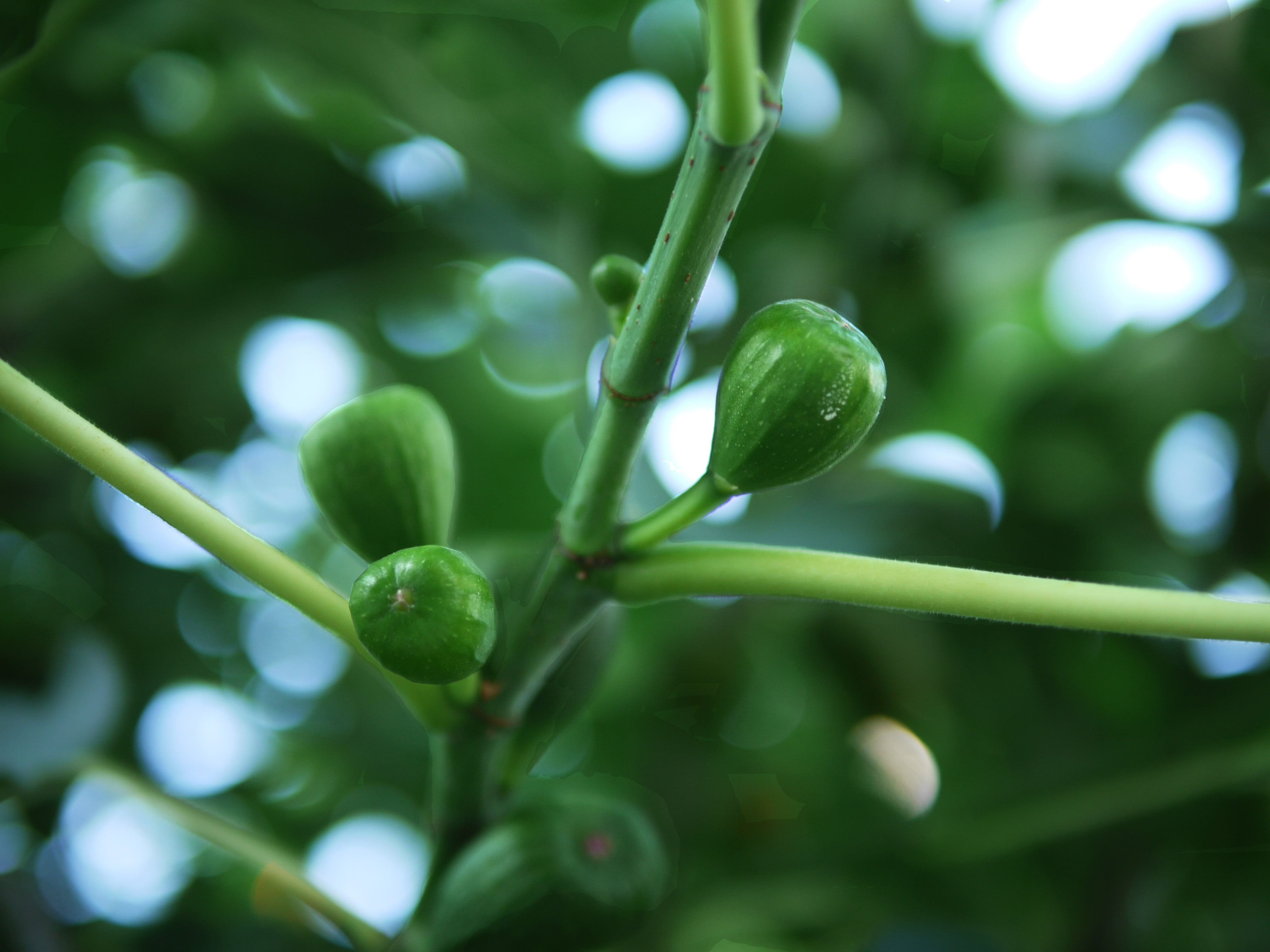 plant stem, 4K, leaf, three, young, plant part, nature, close-up, immature, jam, bokeh, fruit, no people, vulnerability, branches, selective focus, fragility, HD Wallpaper