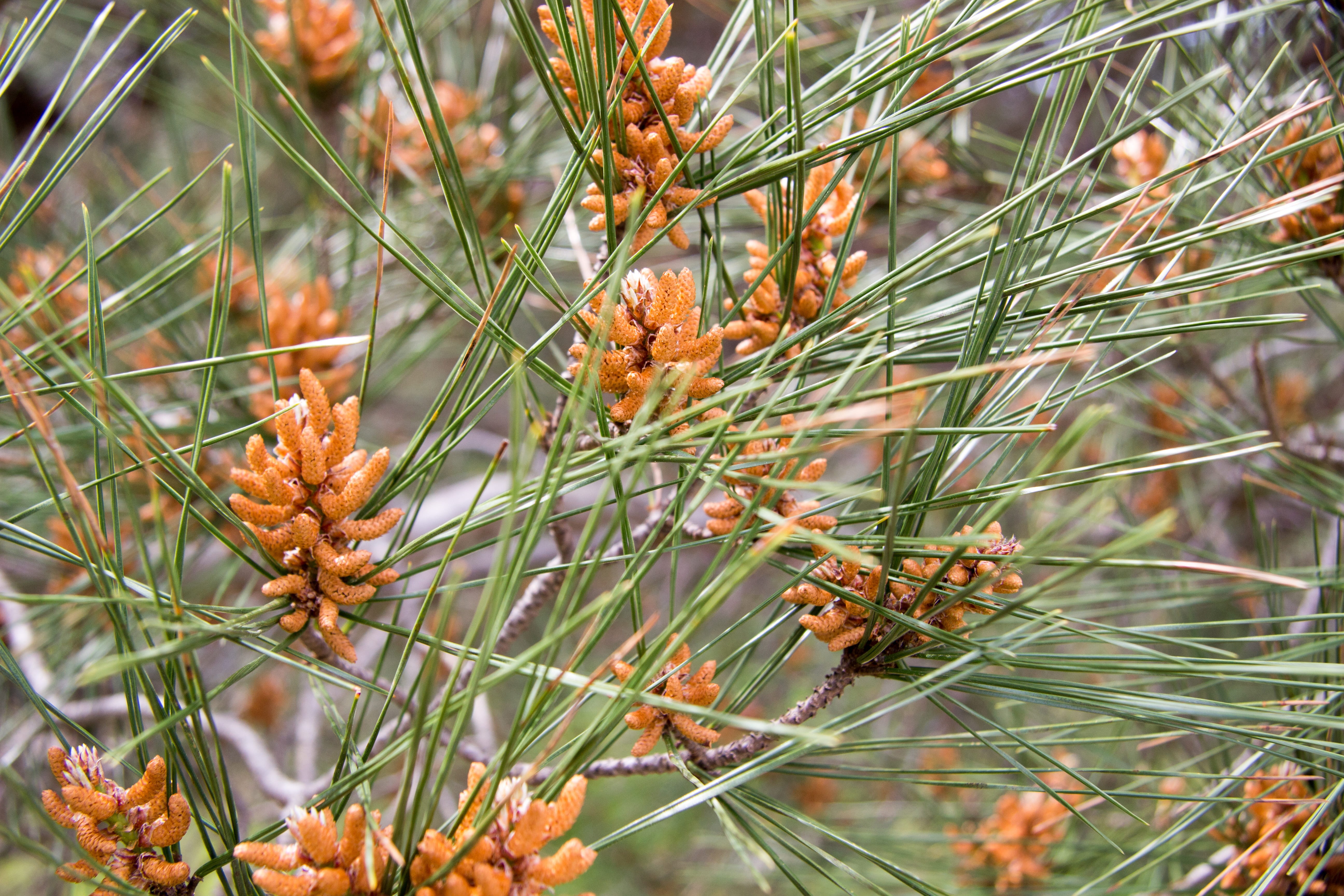 flower, focus on foreground, pine cone, pine woodland, no people, foliage, needle - Plant Part, tree, land, green Color, living nature, beauty in nature, HD Wallpaper