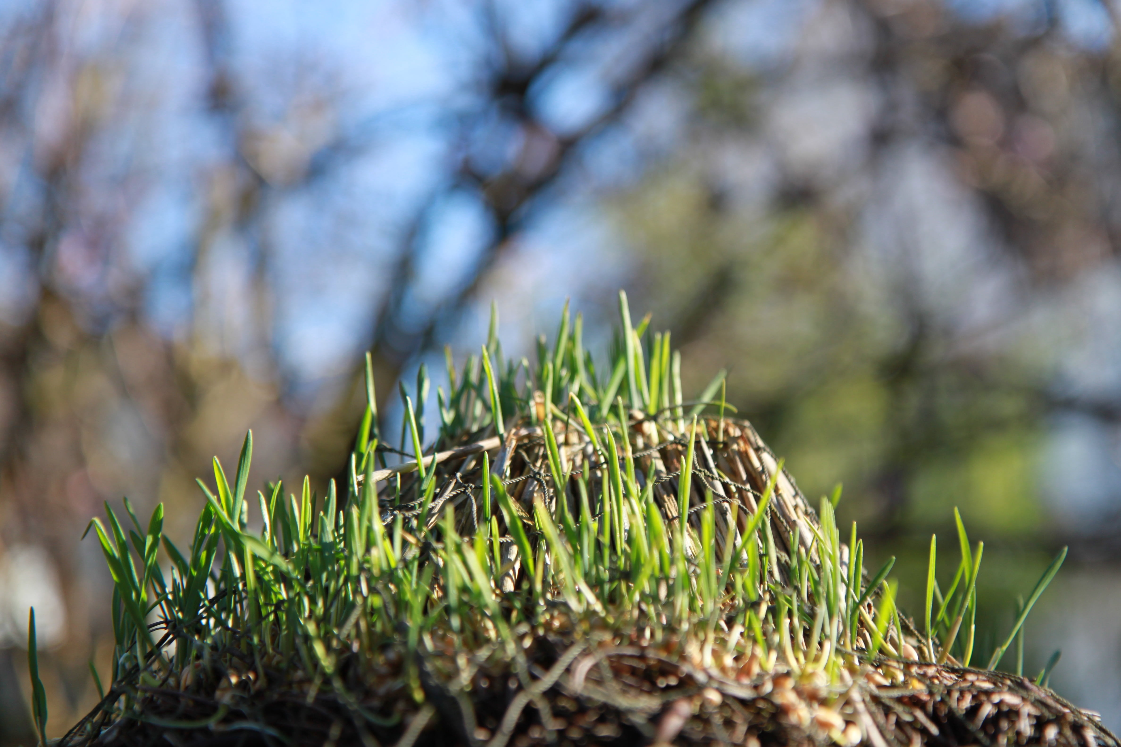 growth, green Color, moss, ecology, meadow, grow, forest, green, tree, selective focus, rush, day, beauty in nature, juicy, plant, field, nature, plant part, HD Wallpaper