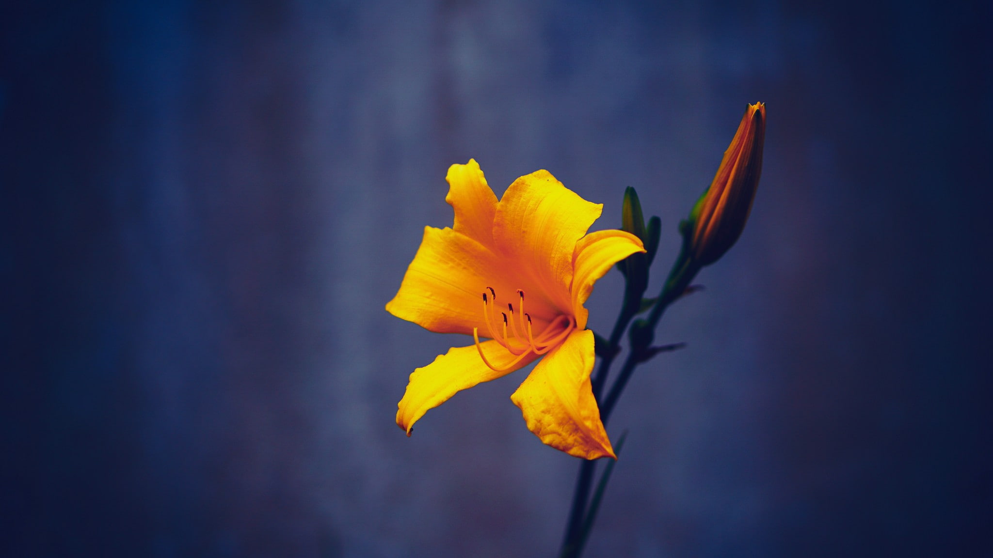 focus on foreground, blue, orange, close-up, no people, beauty in nature, flower, orange color, pollen, blossom, change, plant, nature, 1080P, yellow, HD Wallpaper