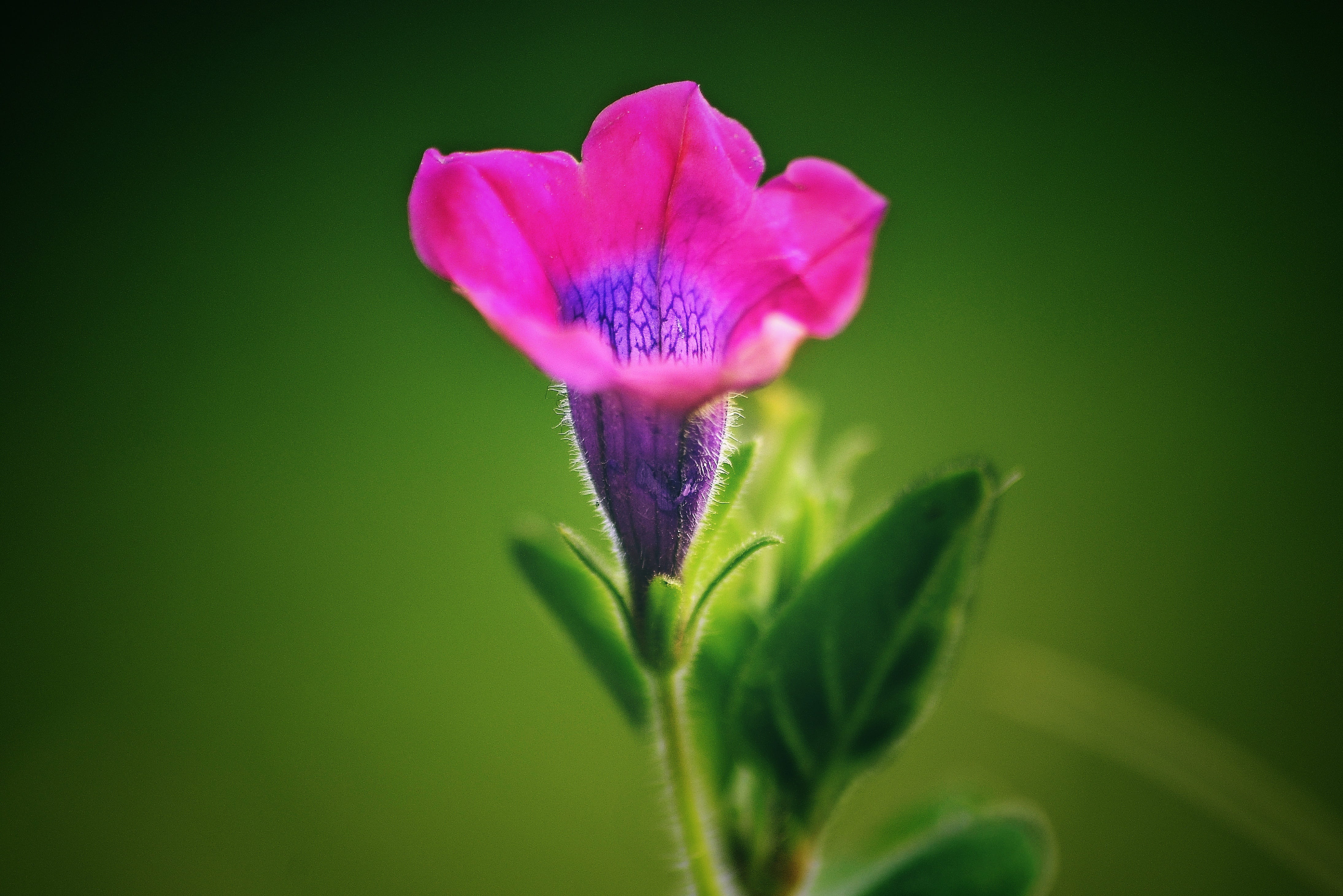 inflorescence, 4K, flower, plant, pink color, purple, landscape, leaf, beauty in nature, nature, fragility, stemless gentian, outdoors, plant part, vulnerability, HD Wallpaper