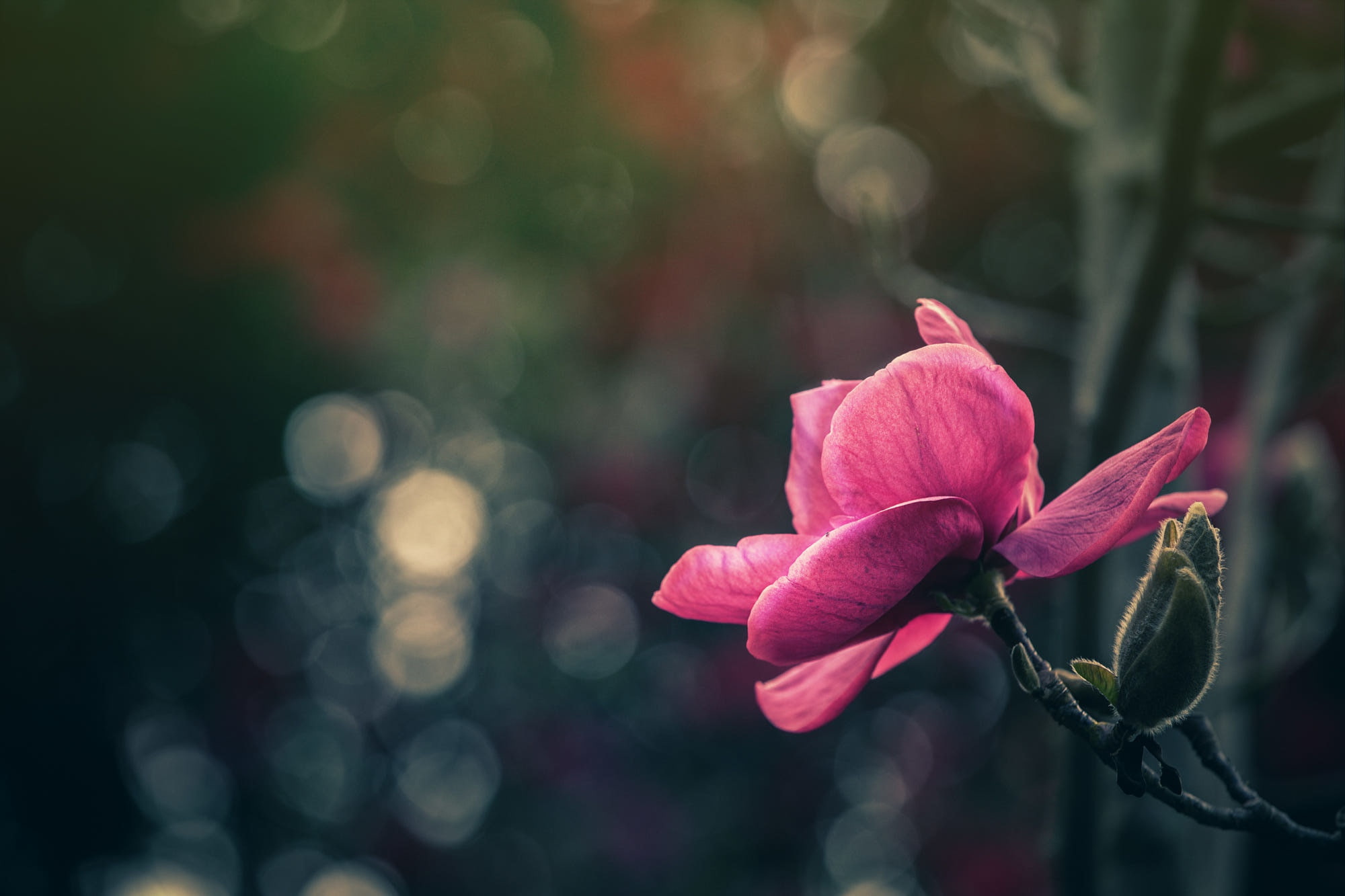 freshness, plants, flower, flowers, day, focus on foreground, no people, inflorescence, petal, plant, growth, fragility, pink color, close-up, vulnerability, HD Wallpaper