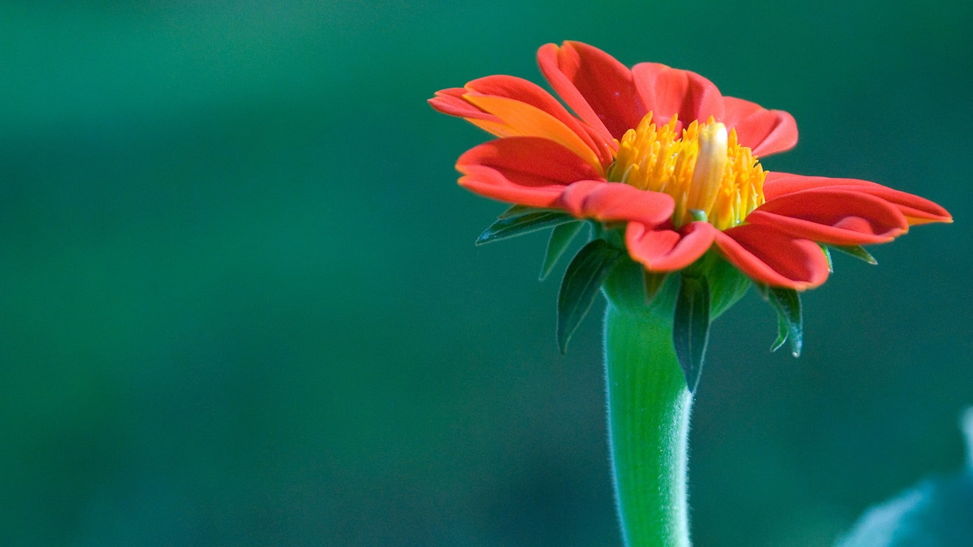 orange color, flowering plant, plant stem, flower, plant, fragility, beauty in nature, vulnerability, freshness, inflorescence, colored background, growth, HD Wallpaper