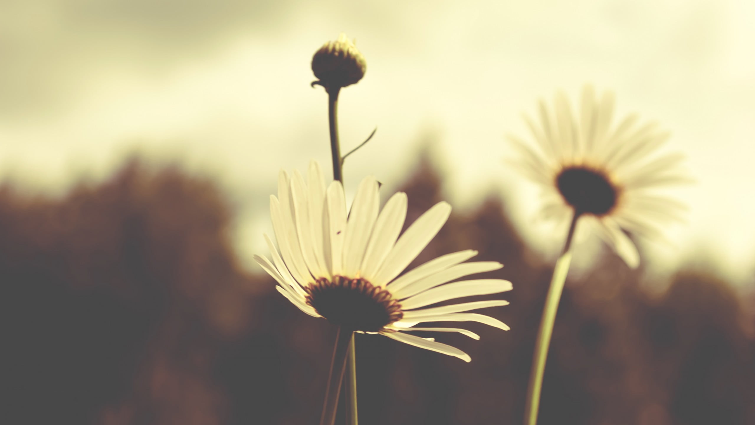 vulnerability, 2K, two, beauty in nature, growth, plant, no people, fragility, sepal, white, outdoors, close-up, dandelion seed, flowering plant, inflorescence, HD Wallpaper