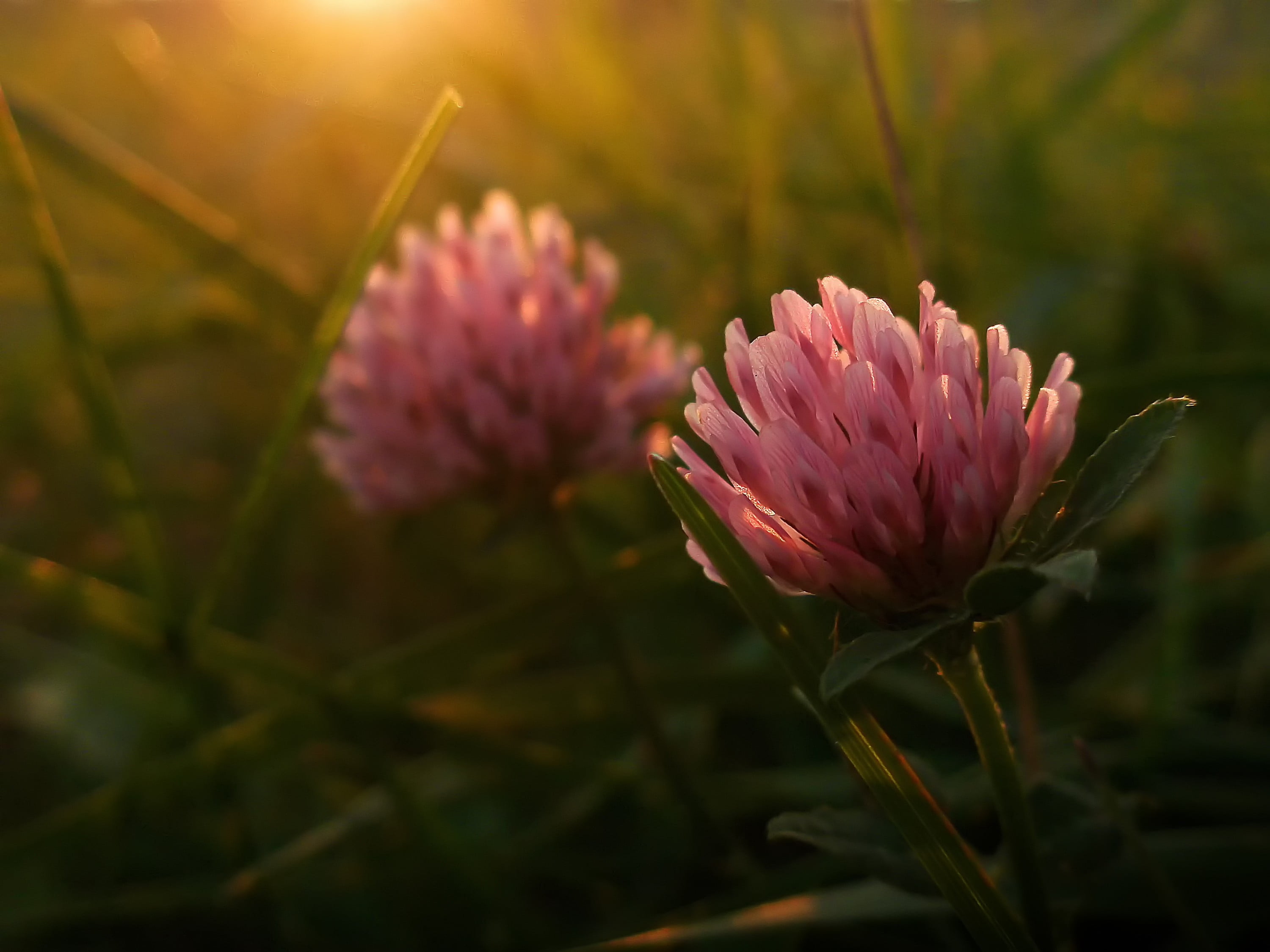 petal, macro, vulnerability, selective focus, green, day, plant, pink color, sunset, plants, pink, freshness, 2K, no people, growth, outdoors, focus on foreground, HD Wallpaper