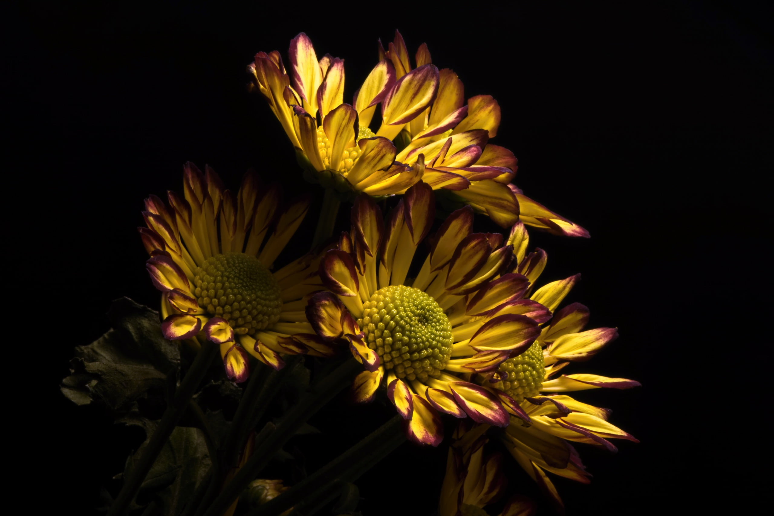 no people, plants, growth, dark, yellow, beauty in nature, fragility, inflorescence, outdoors, plant, close-up, freshness, studio shot, nature, pollen, HD Wallpaper