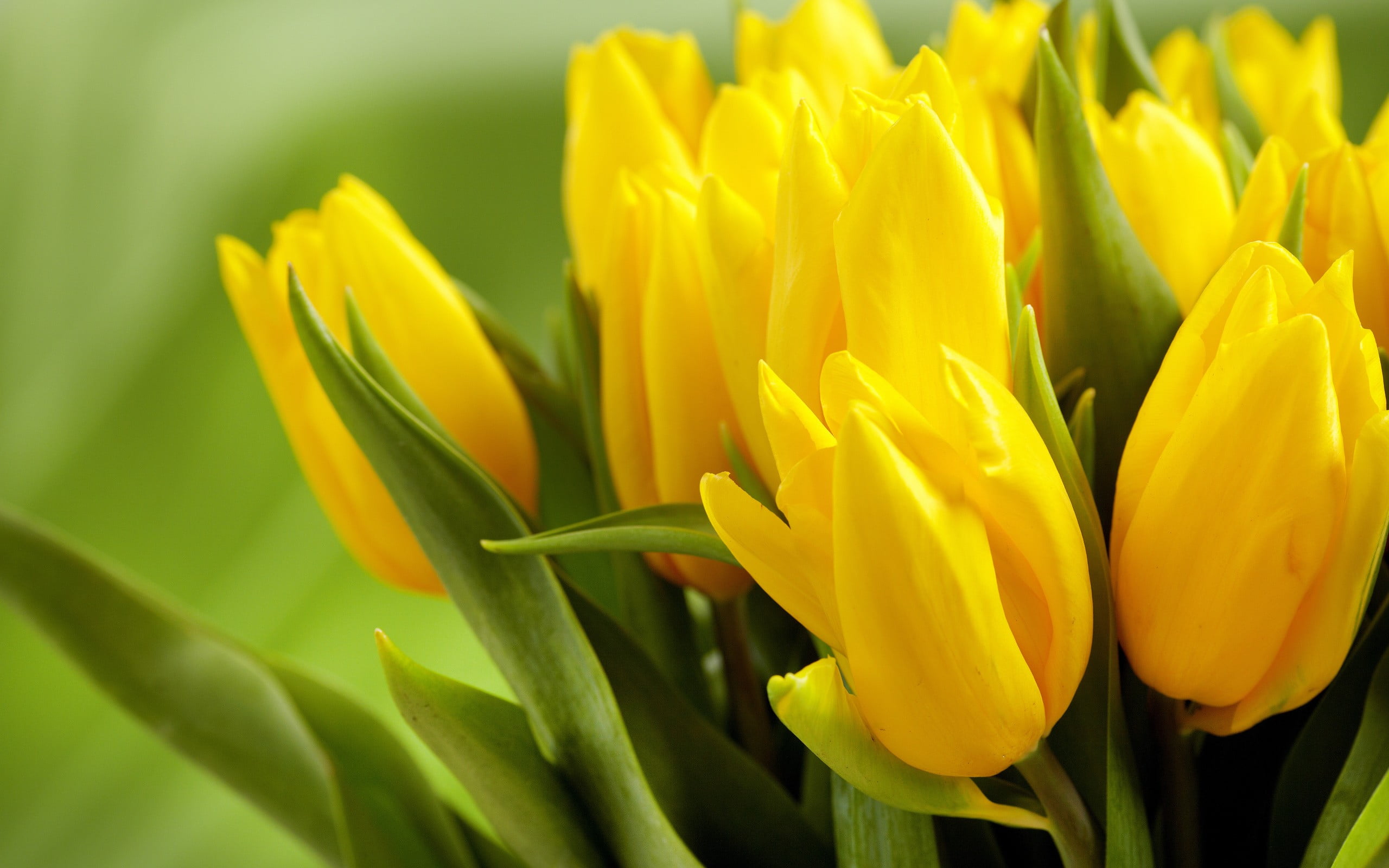 inflorescence, freshness, day, growth, focus on foreground, petaled, green color, close-up, flowering plant, red, flower, plant part, no people, yellow, HD Wallpaper