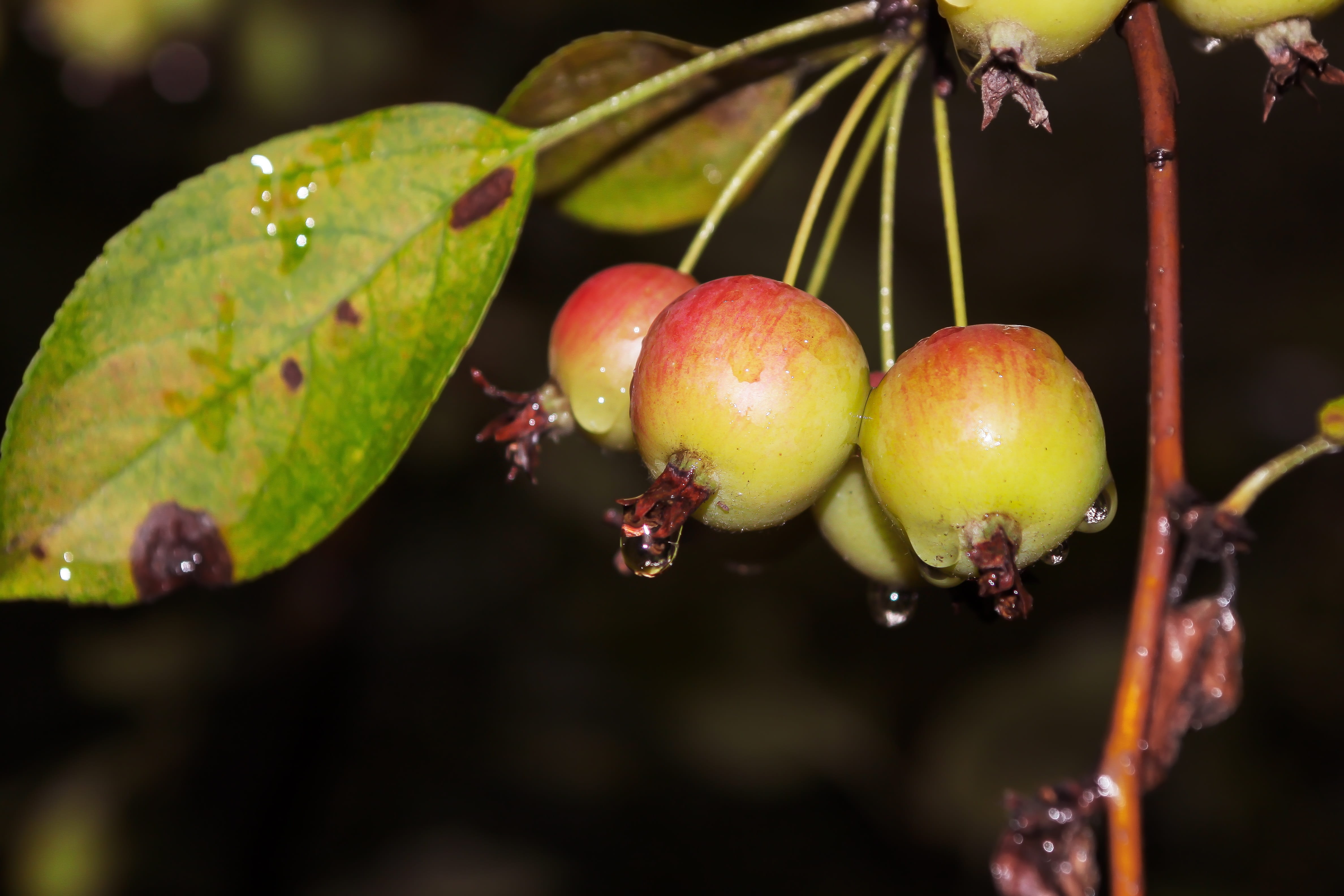 leaf, october, flash, apple baby, bird park, no people, growth, wet, ecological park, 4K, han river, healthy eating, food and drink, echo park, night, HD Wallpaper