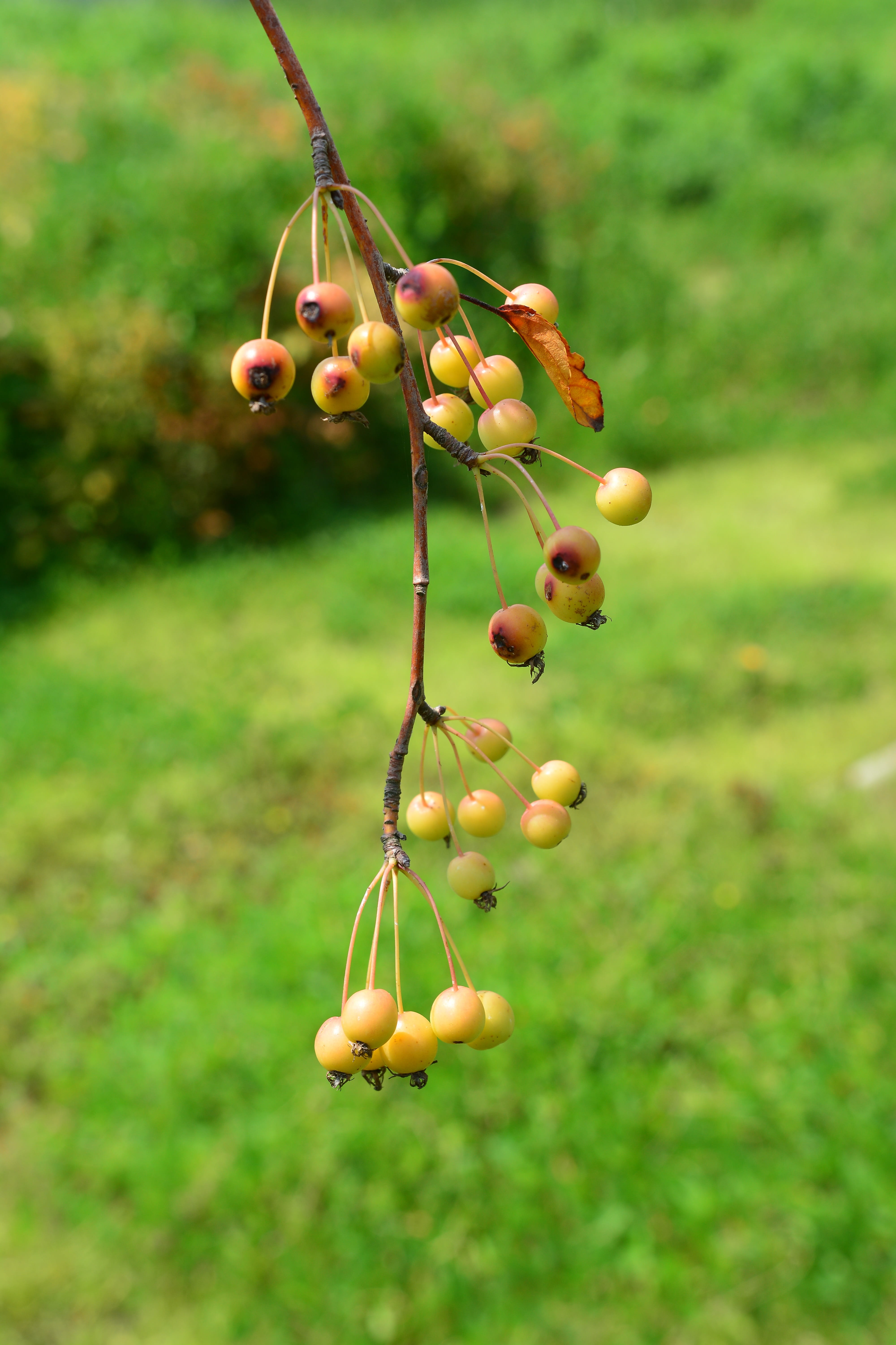 beauty in nature, green color, sf, flower apples, bird park, flowers, healthy eating, autumn, echo park, background defocus, day, focus on foreground, han river, Phone HD Wallpaper