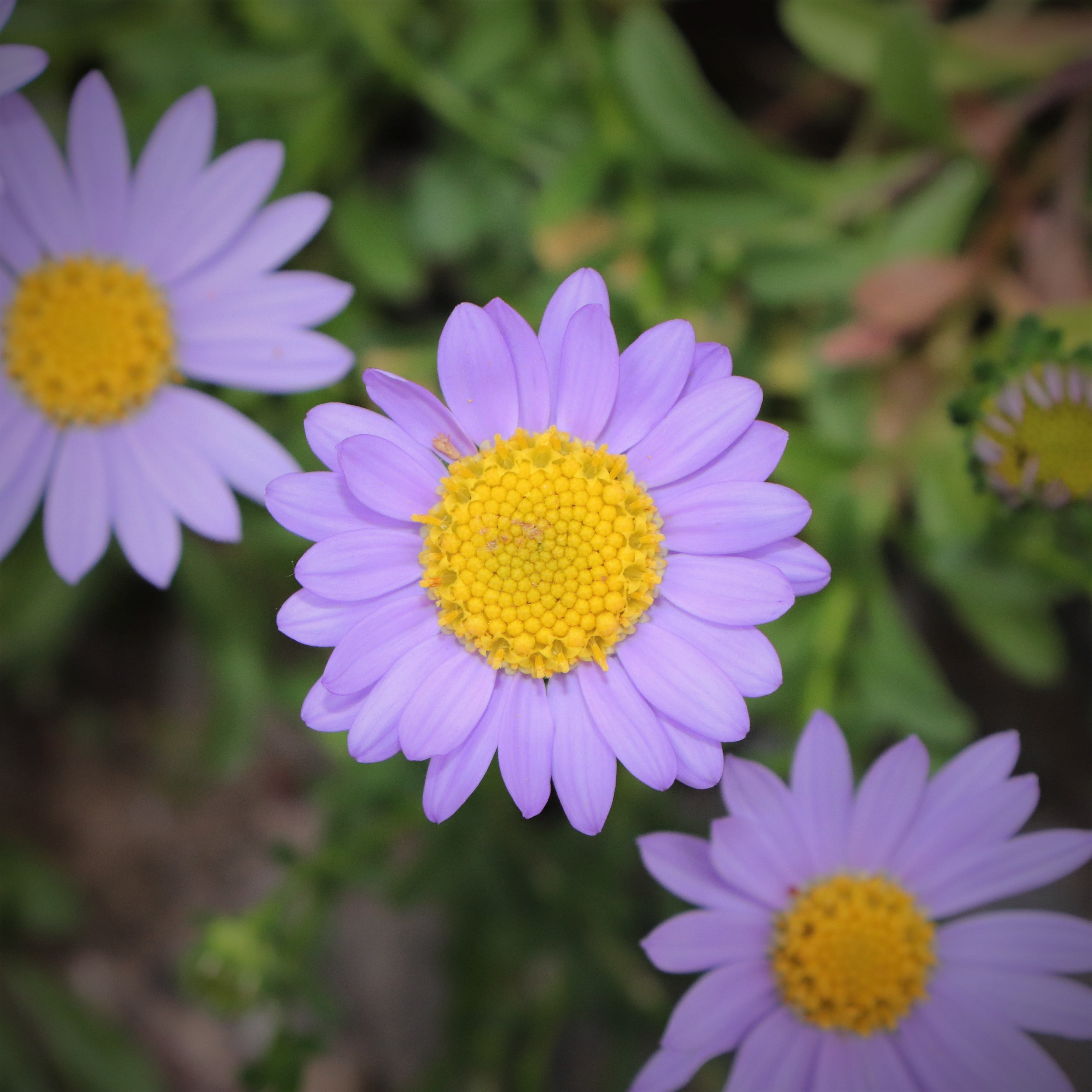 makro, season, macro, petal, petals, april, wood, close-up, purple, growth, flowers, spring, freshness, natural, pool, wipes, leaf, behold, inflorescence, Phone HD Wallpaper