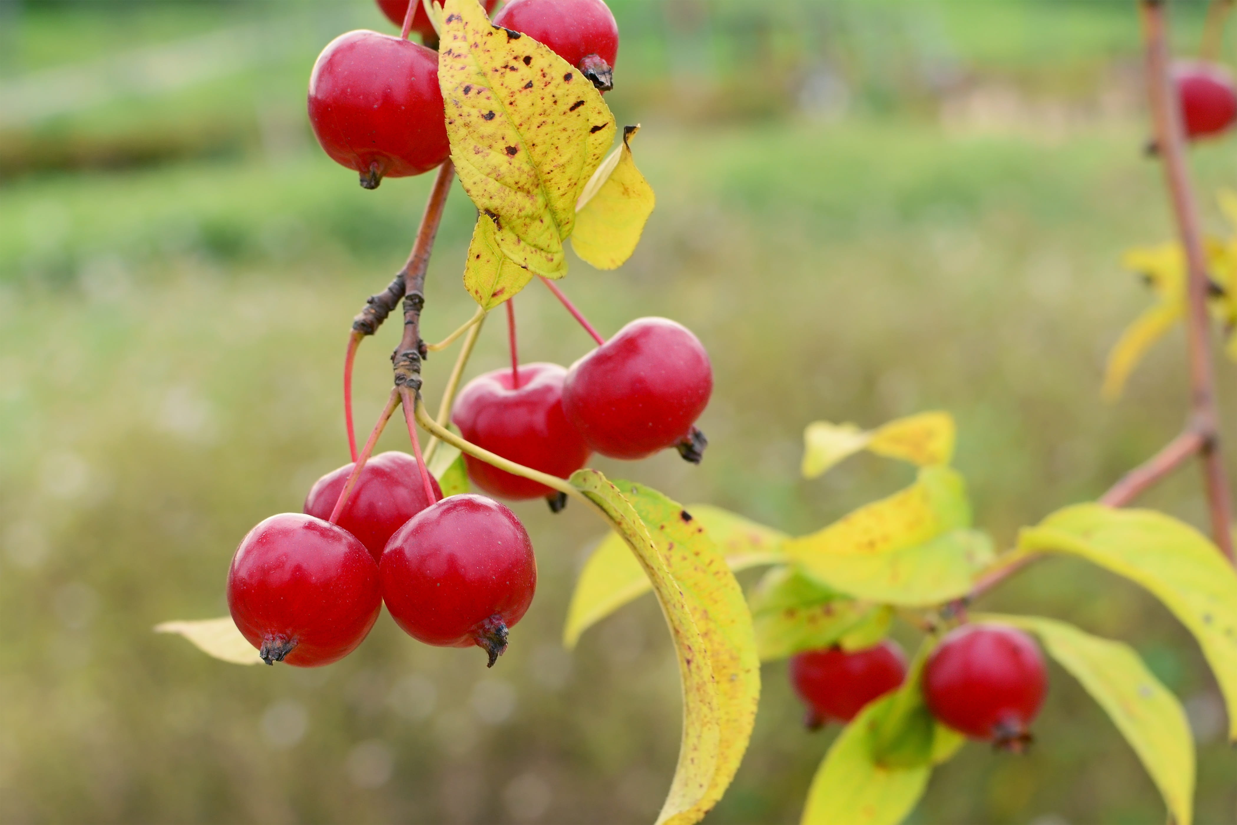hanging, echo park, healthy eating, nature, flower apples, red, background defocus, freshness, day, no people, apple, apple baby, autumn, bird park, focus on foreground, HD Wallpaper