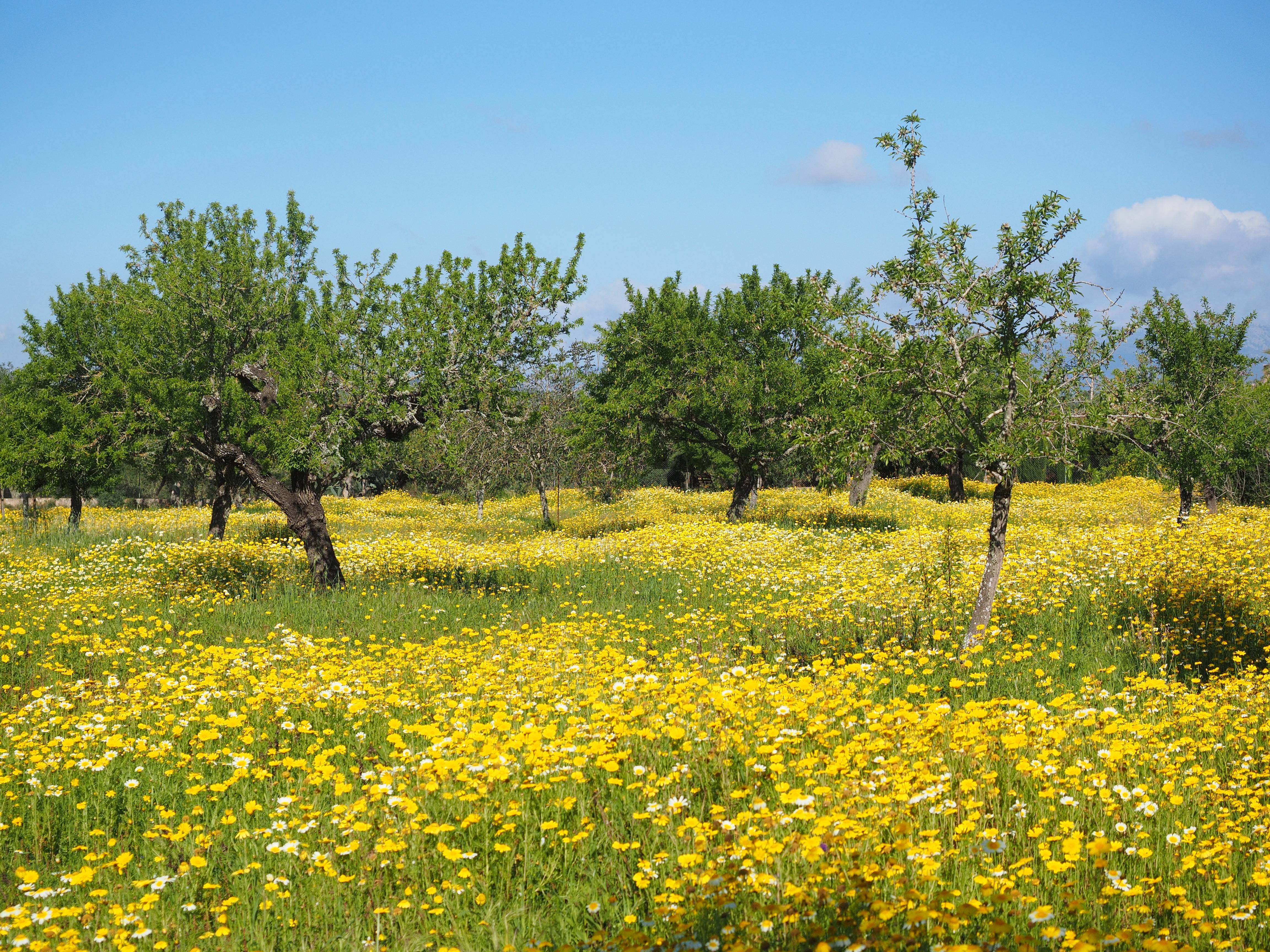 sky, tree, green, nature, marguerite, crown anthemideae, freshness, no people, blütenmeer, leafed, cloud, balearic islands, flowering plant, surrounded, HD Wallpaper