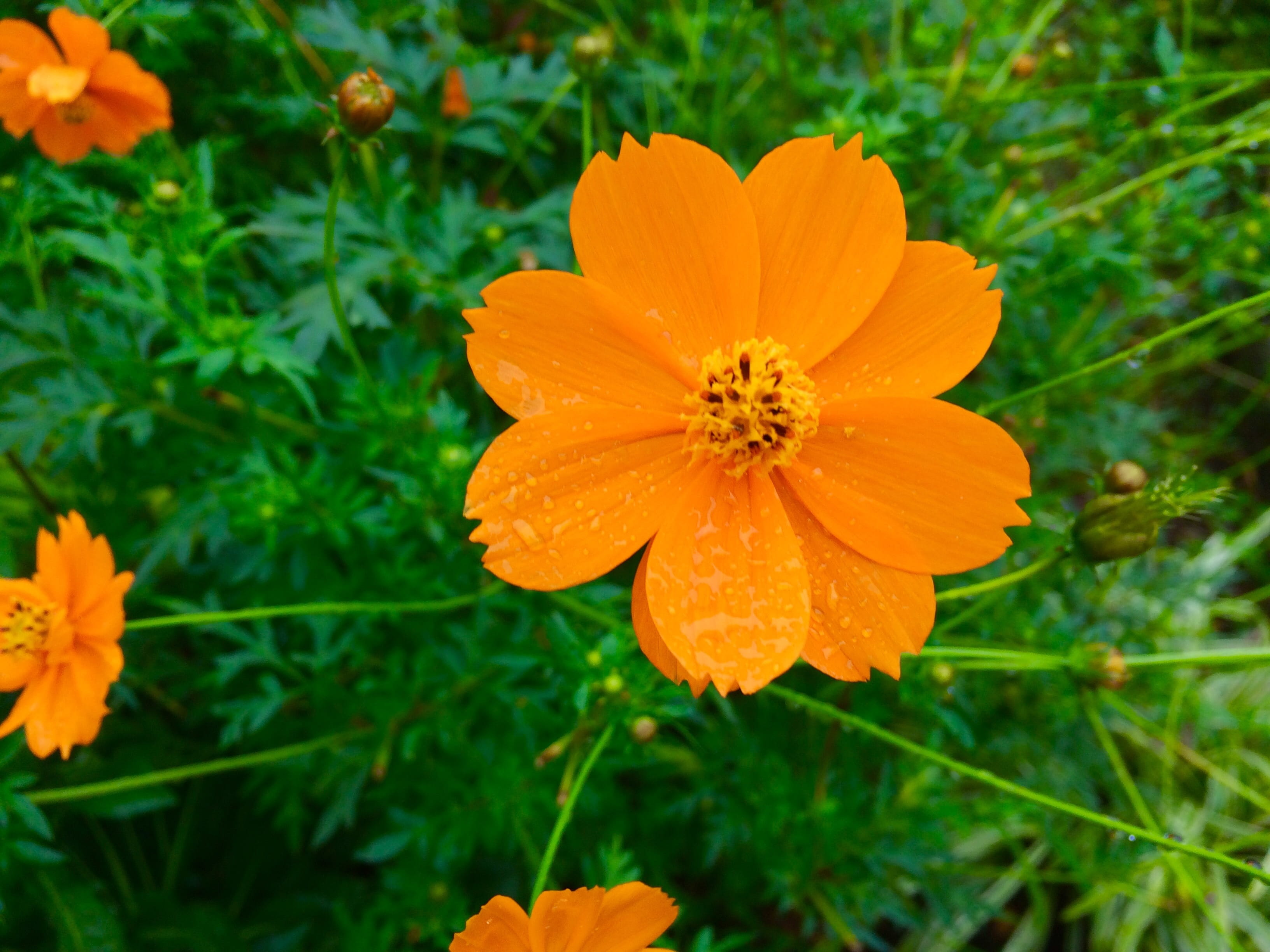 close-up, plant, nature, fragility, garland chrysanthemum, green color, petal, flowers, vulnerability, orange color, green, no people, 2K, beauty in nature, HD Wallpaper