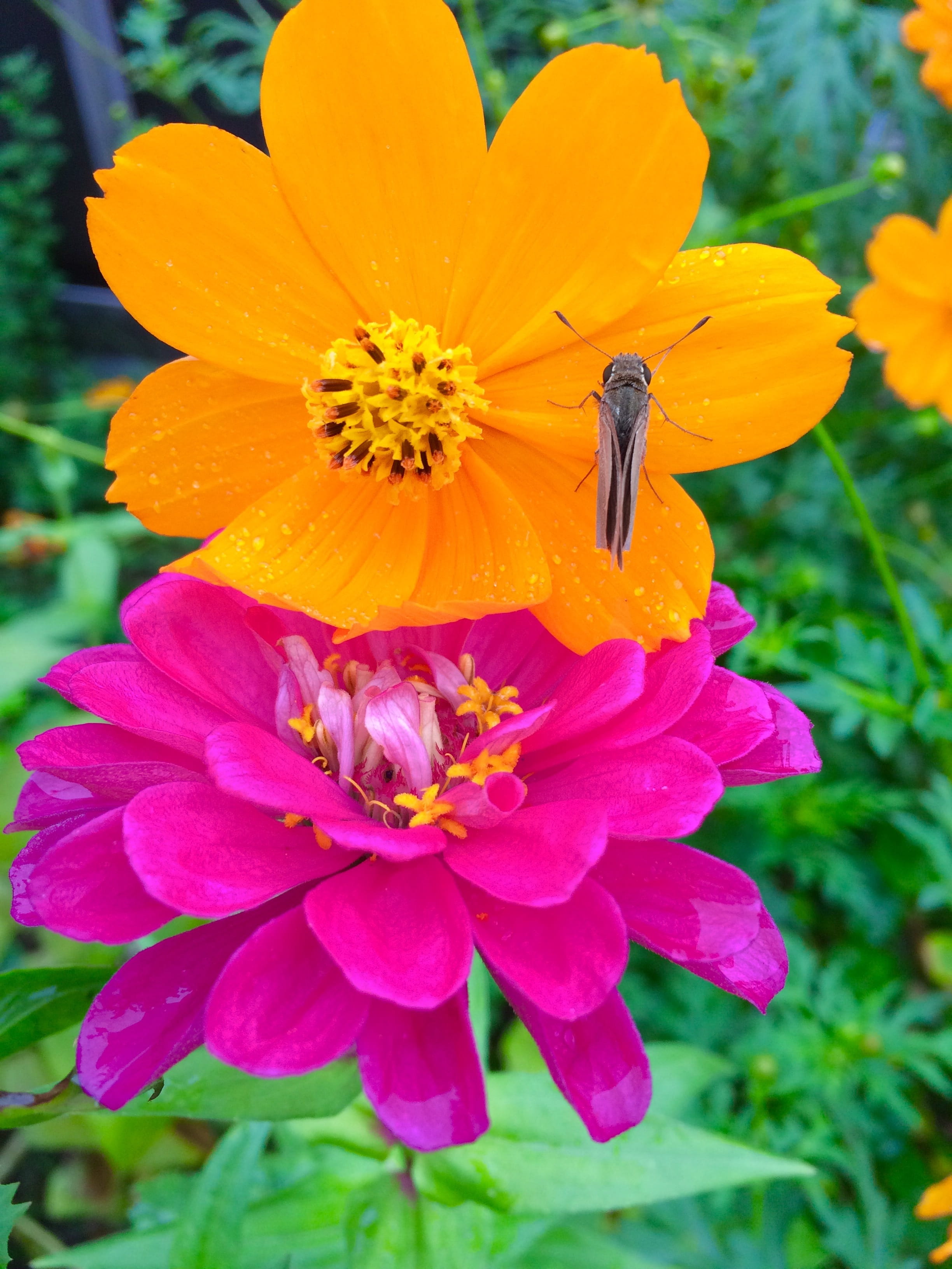 outdoors, insect, Flowers, yokohama, freshness, leaf, 6-river, pollen, fragility, next next, pollination, orange color, petal, Garland Chrysanthemum, 1 wheel, Phone HD Wallpaper