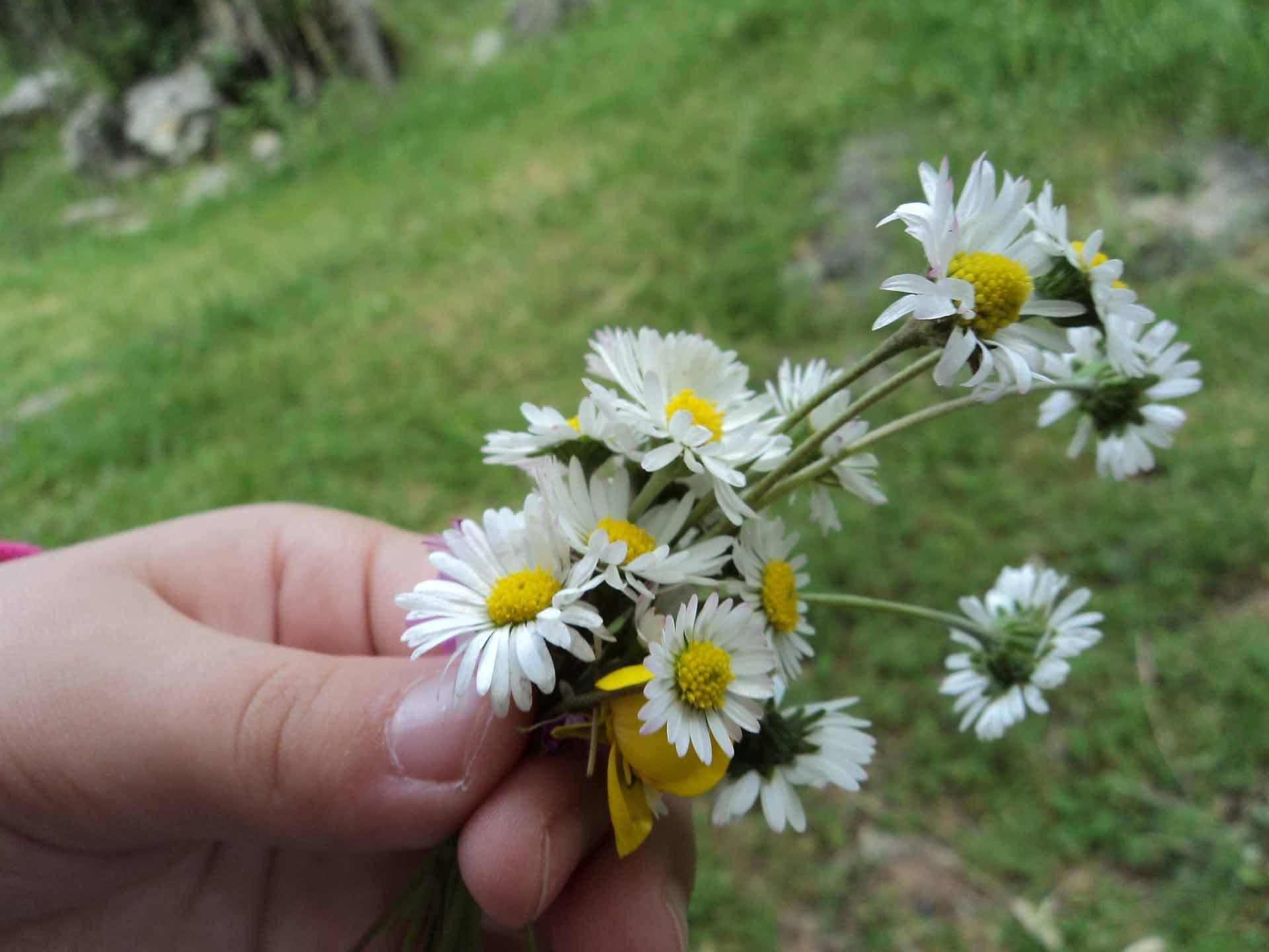 kids, picking, grma, flowers, children, nature and landscapes, daisies, mums and kids, grass, gifts, 1080P, gardens, hands, HD Wallpaper