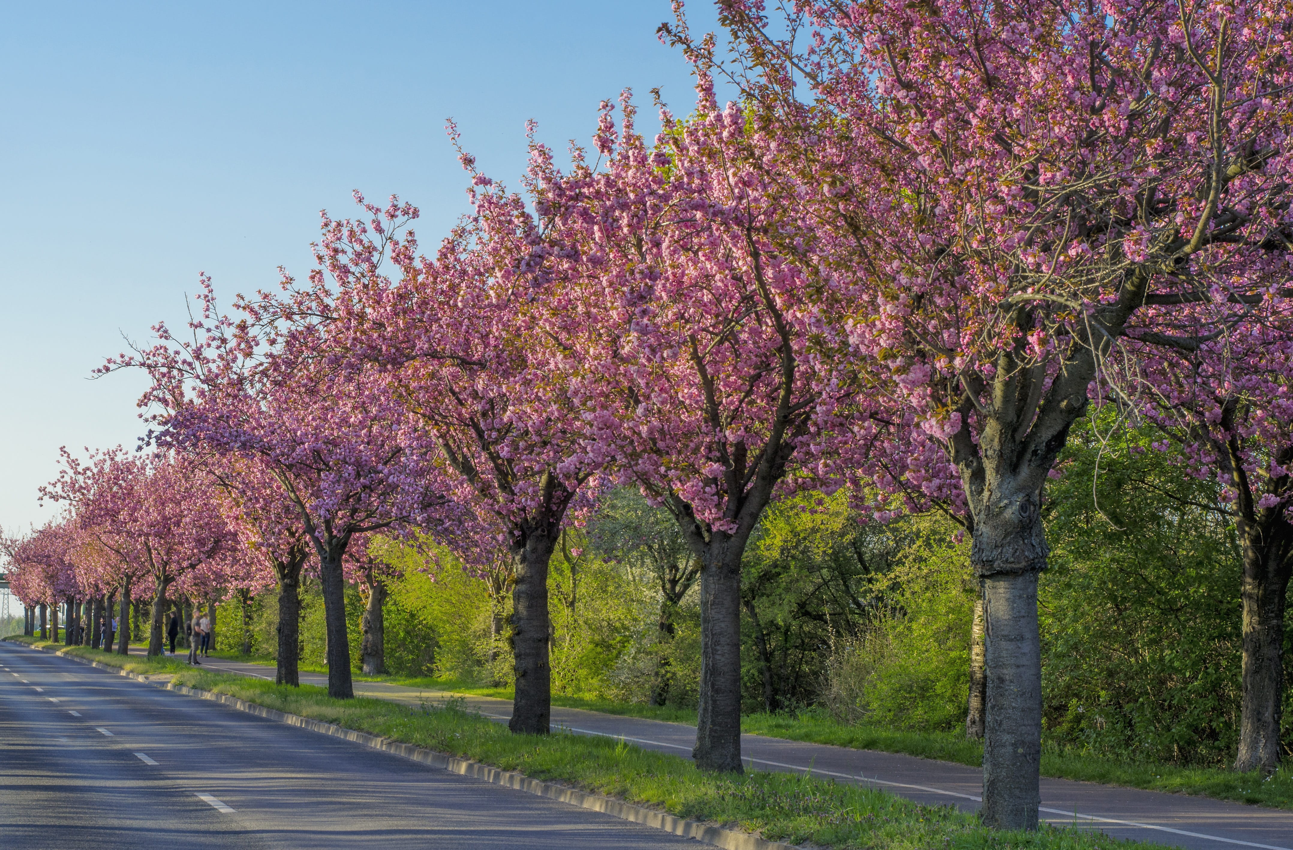 white, bloom, springtime, road, branch, flowering plant, diminishing perspective, blossom, wooden track, outdoors, pink color, flower, day, transportation, HD Wallpaper