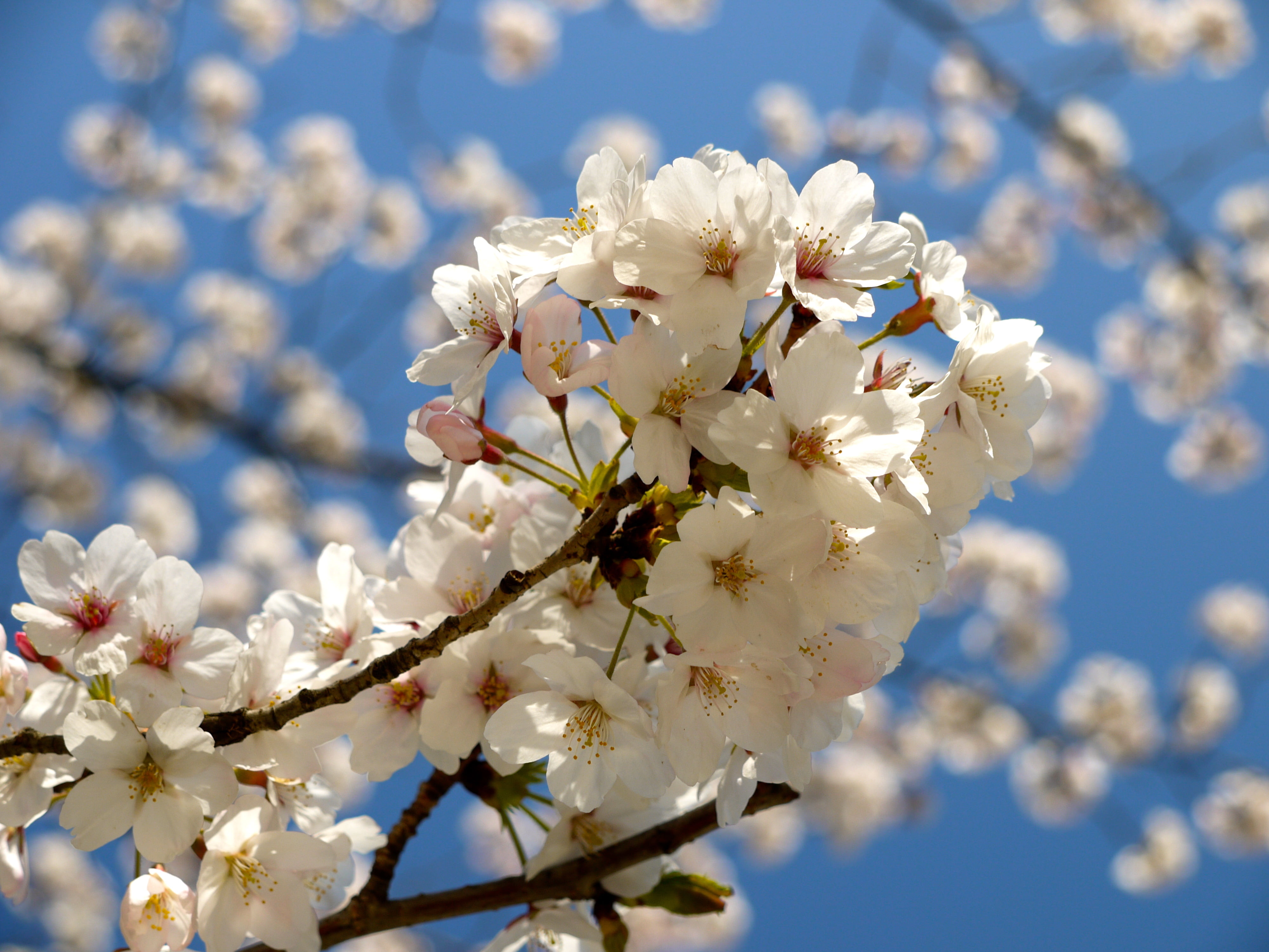 Cherry Blossom, blossom, GF1, close, blue, 4K, season, springtime, freshness, flower Head, Tokyo, photo, branch, flower, white, petal, cherry, sky, close-up, HD Wallpaper