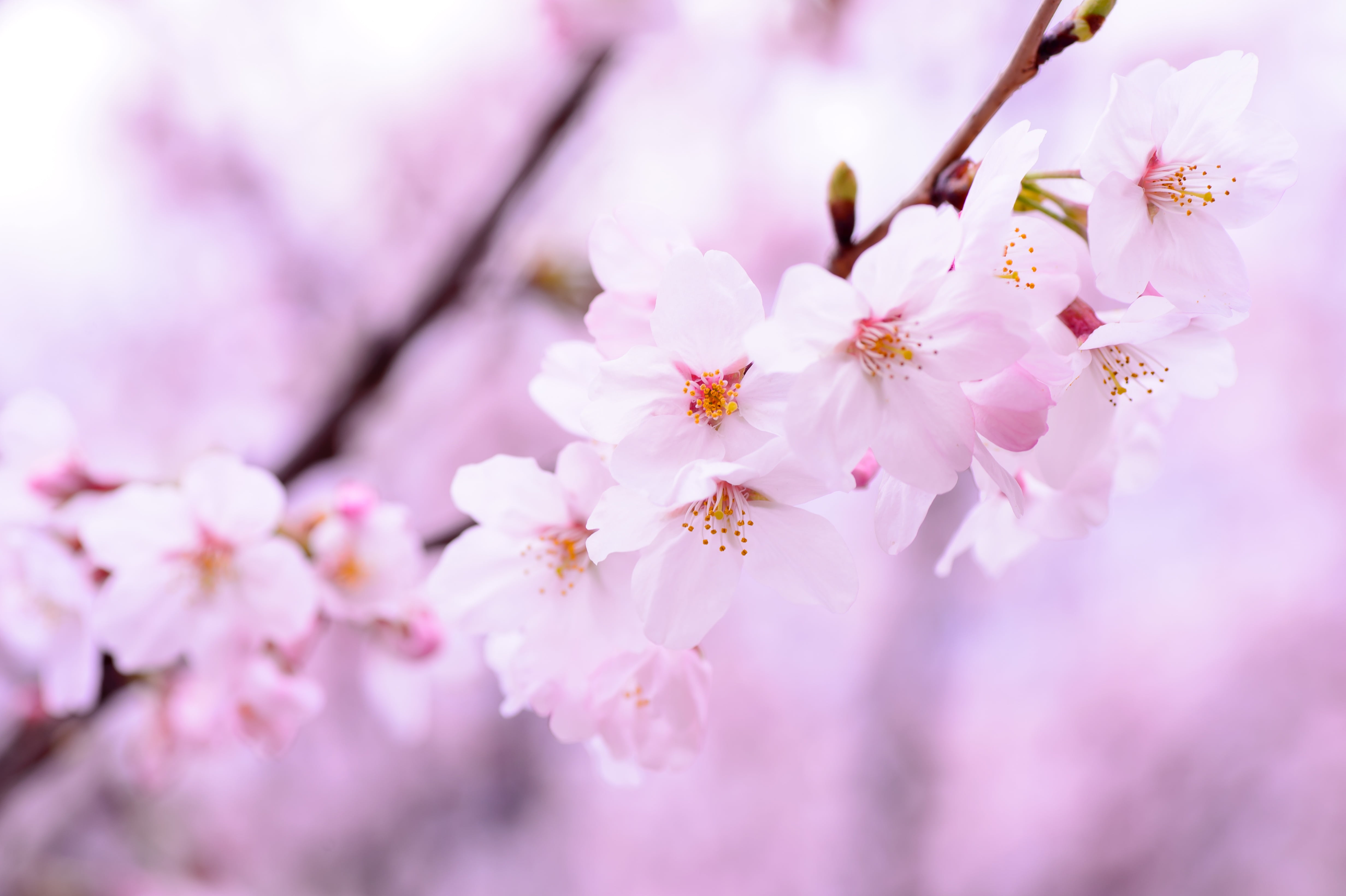 pink, closeup, photo, landscape, pollen, natural, flower Head, branch, pink Color, softness, springtime, tree, nature, beauty in nature, outdoors, season, HD Wallpaper