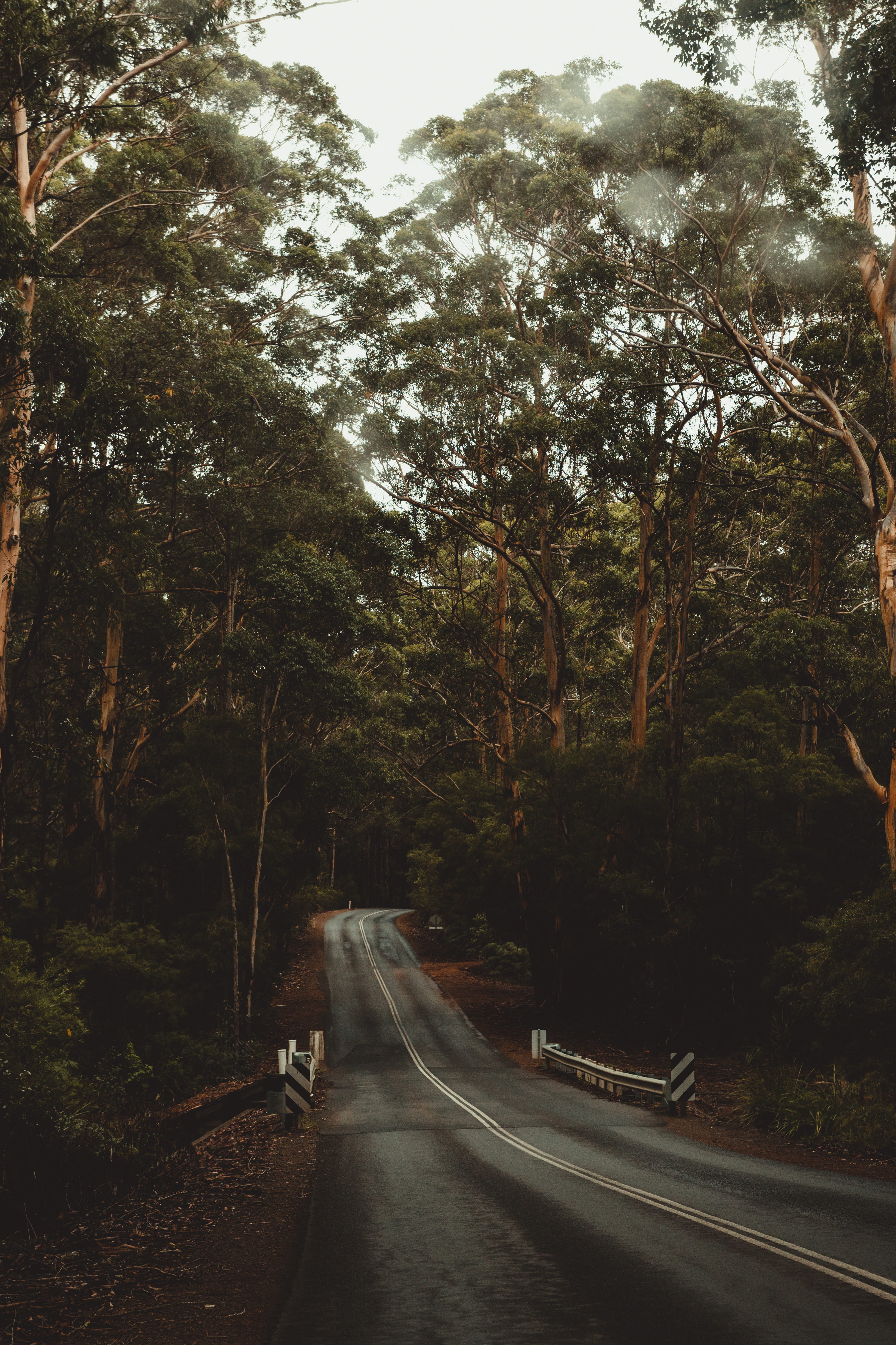 transportation, sign, direction, no people, nature, symbol, tranquility, trees, land, plant, outdoors, 4K, tree, australia, growth, the way forward, forest, Phone HD Wallpaper