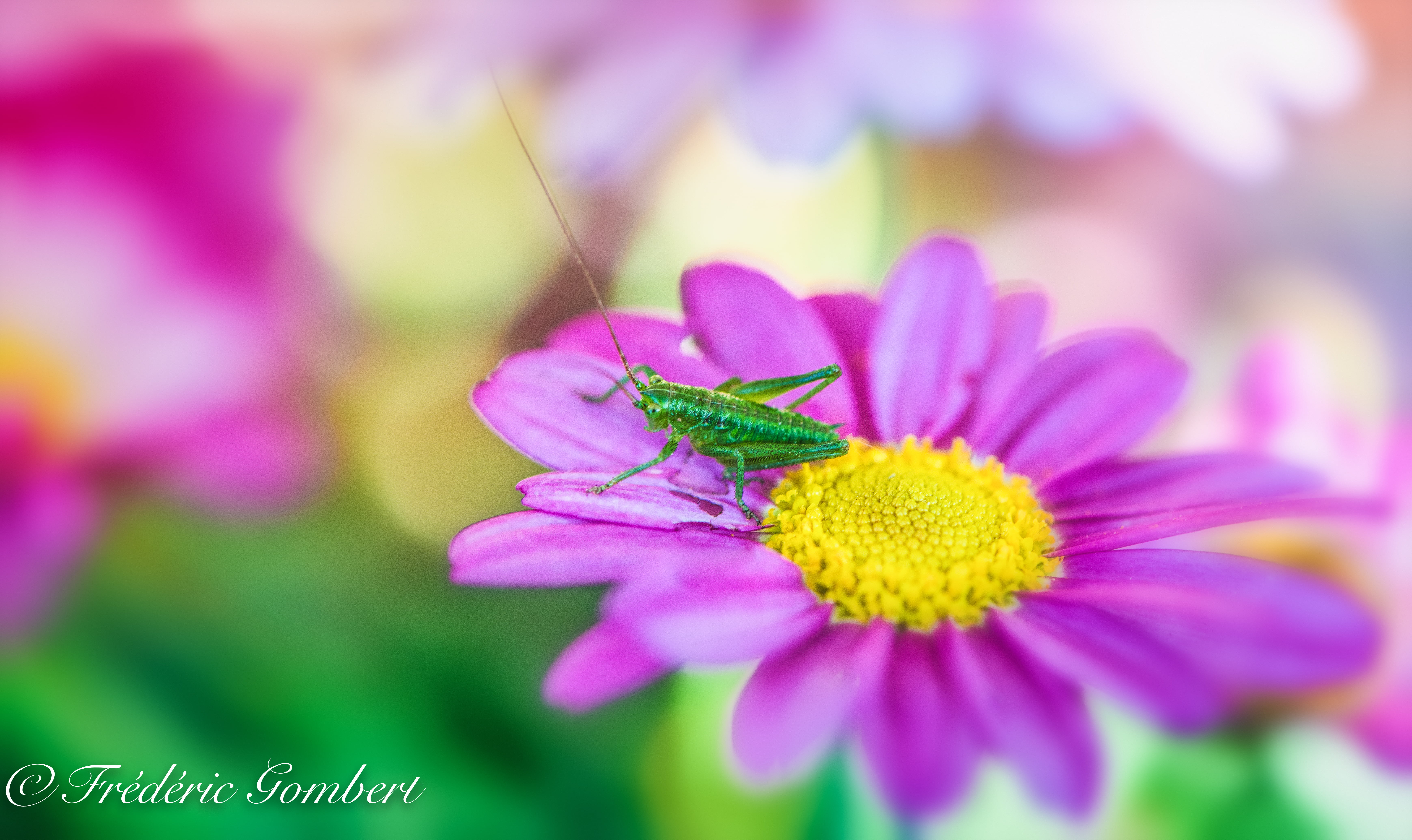 colored, nature, sun, flowers, d810, petal, insect, macro, light, purple, green, plant, close-up, grasshopper, summer, Spring, color, colors, flower, 5K, HD Wallpaper