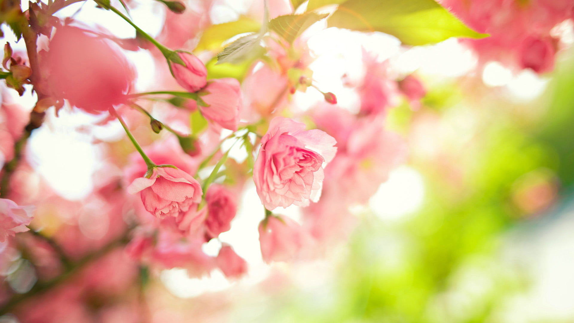 holiday, bouquet, pink color, spring, orchid, plant, 1080P, softness, summer, colorful, celebration, bud, love, color, fragility, orange, bright, beauty in nature, HD Wallpaper