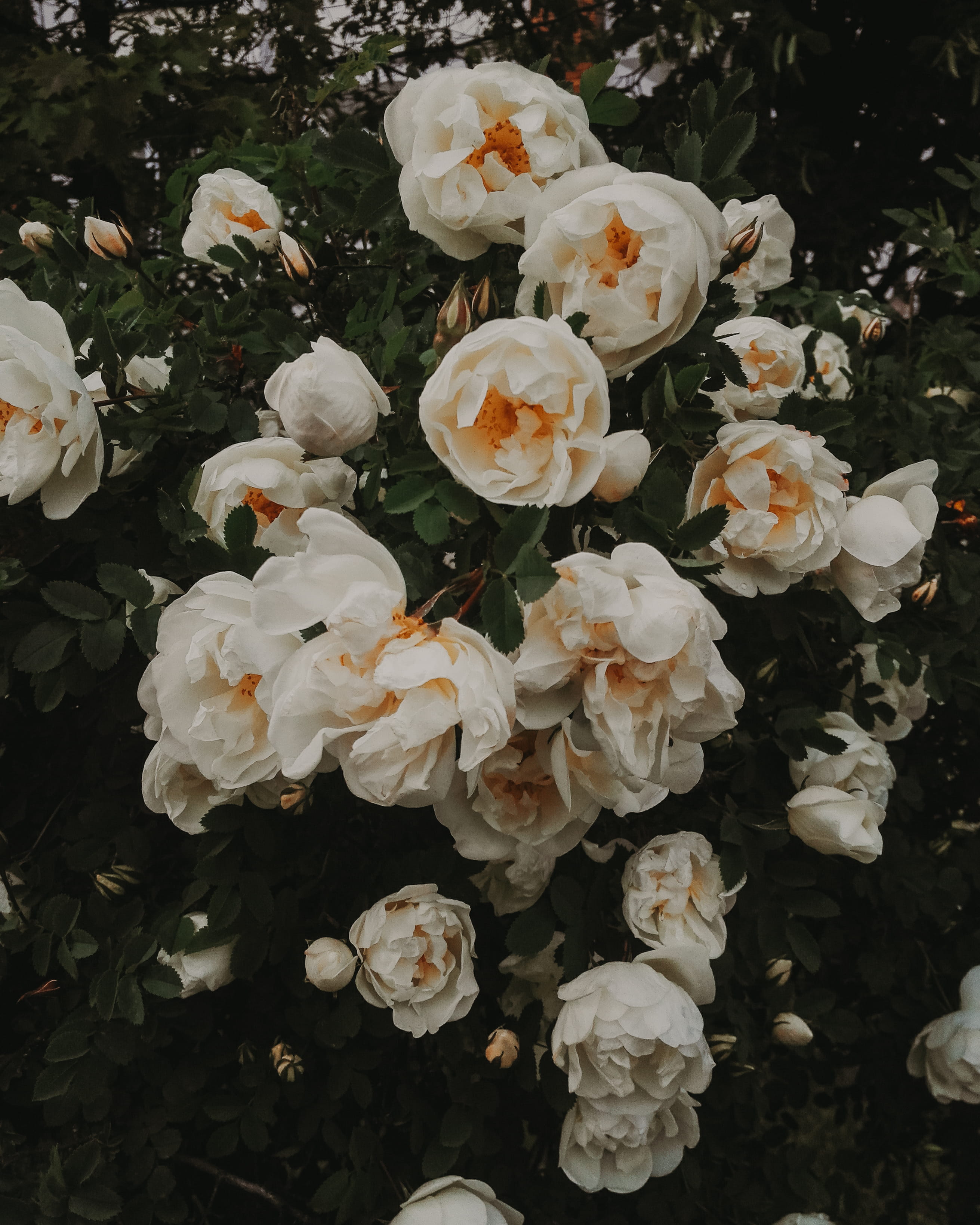 garden, wood, close-up, botany, flower, white color, 2K, rose, beauty in nature, pollen, flowering plant, fragility, high angle view, bunch of flowers, Phone HD Wallpaper