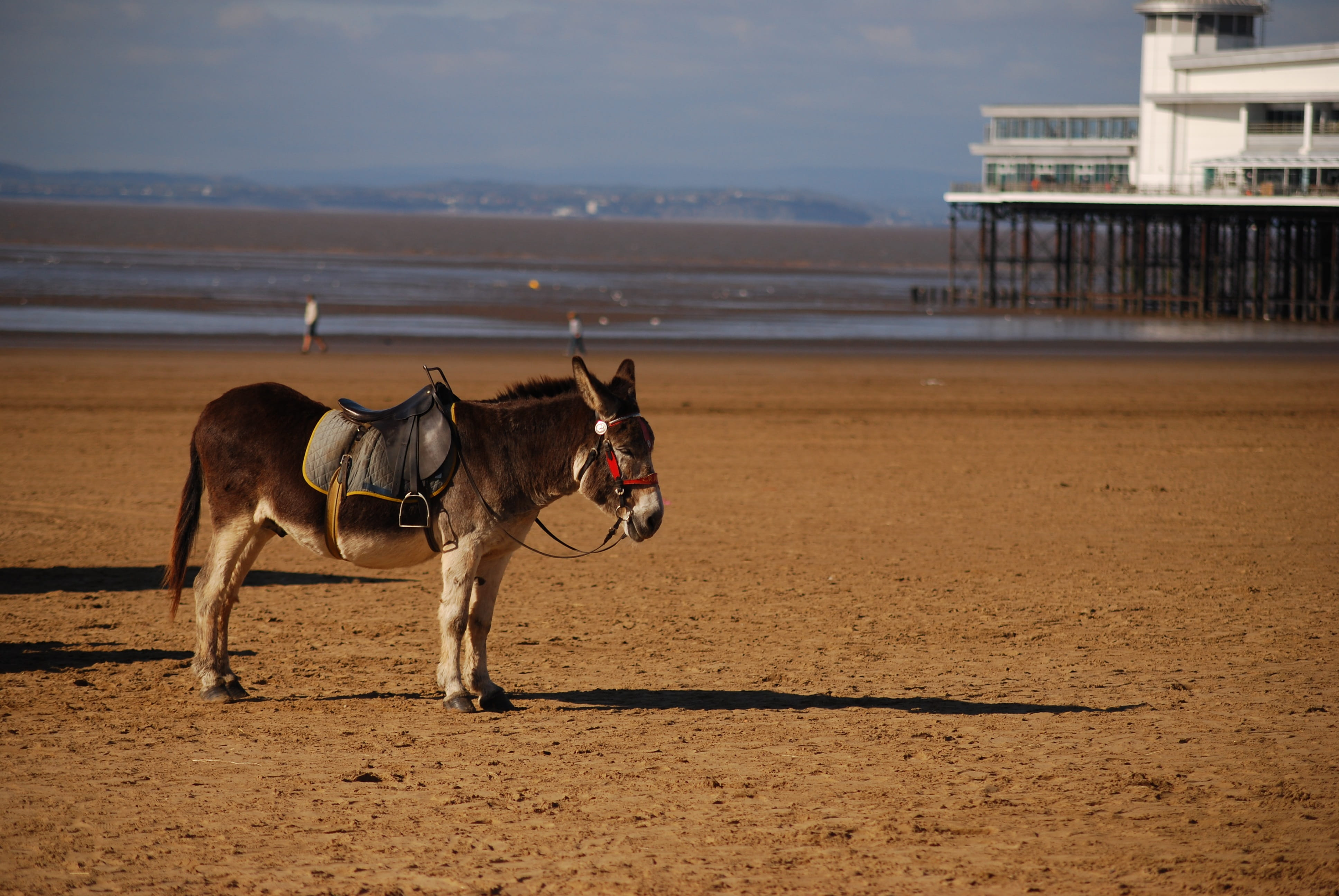 sun, mammal, landscape, saddle, beach, land, sea, nature, pets, holiday, donkey, domestic, animal, water, brighton, 4K, pier, sky, summer, blackpool, animal themes, HD Wallpaper