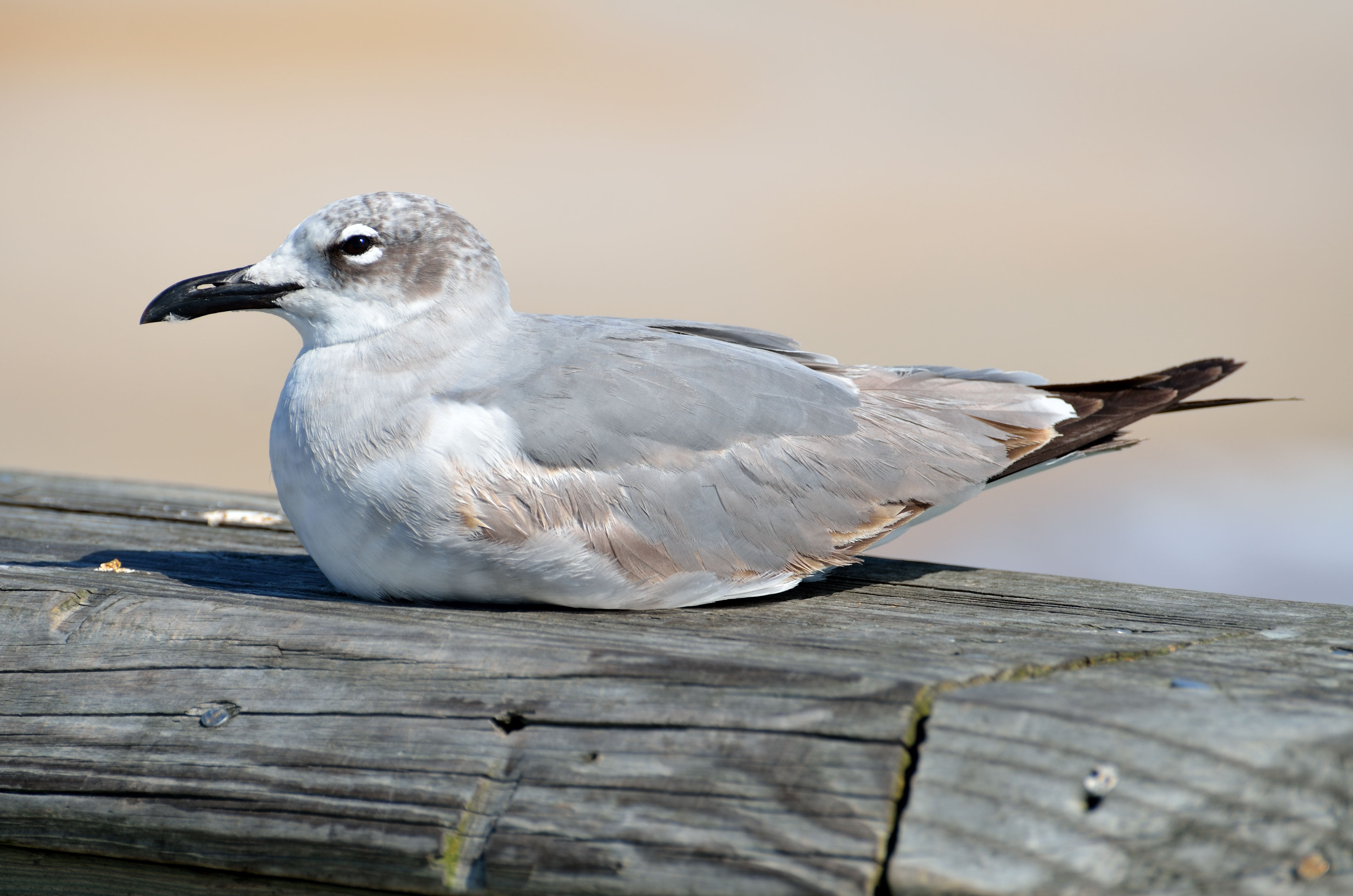 close-up, wood - material, black, shore, sea, wing, seaside, day, no people, seagull, seabird, plumage, gull, nature, resting, full length, natural, animal themes, HD Wallpaper