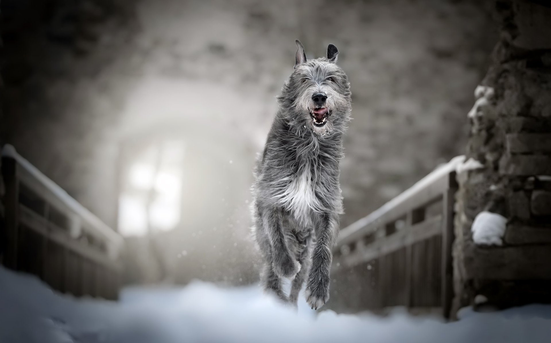 Winter, Irish Wolfhound, Dogs, Pet, Dog, 1080P, Depth Of Field, HD Wallpaper