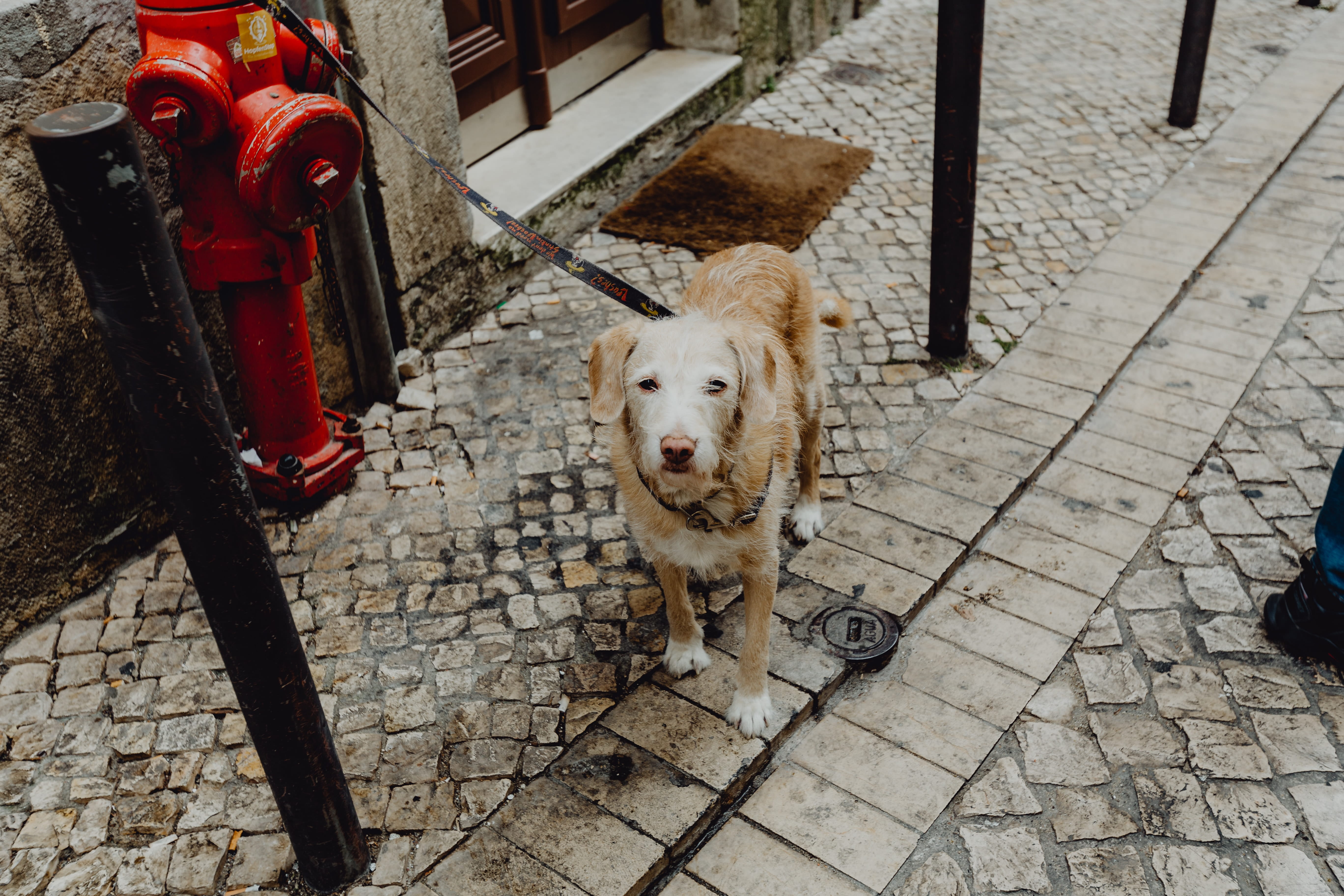 no people, master, street, bollard, hydrant, fire, animal themes, vertebrate, mammal, footpath, puppy, domestic, pet, portrait, paving stone, pets, animal, HD Wallpaper