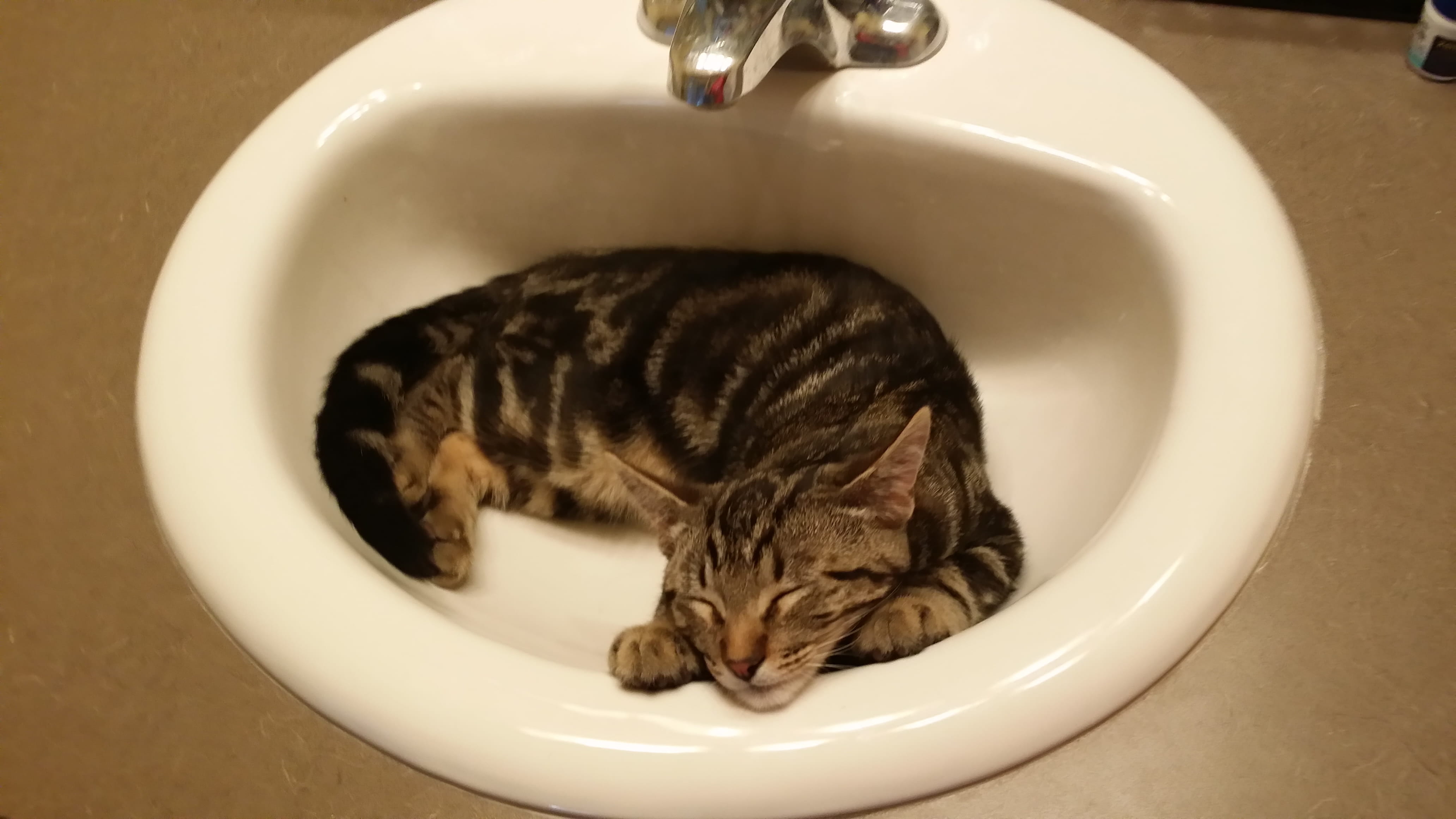 whisker, sink, tub, domestic room, 4K, animal, ashtray, domestic, hydrant, mammal, bathroom, domestic animals, pets, no people, sink faucet, toilet, indoors, HD Wallpaper