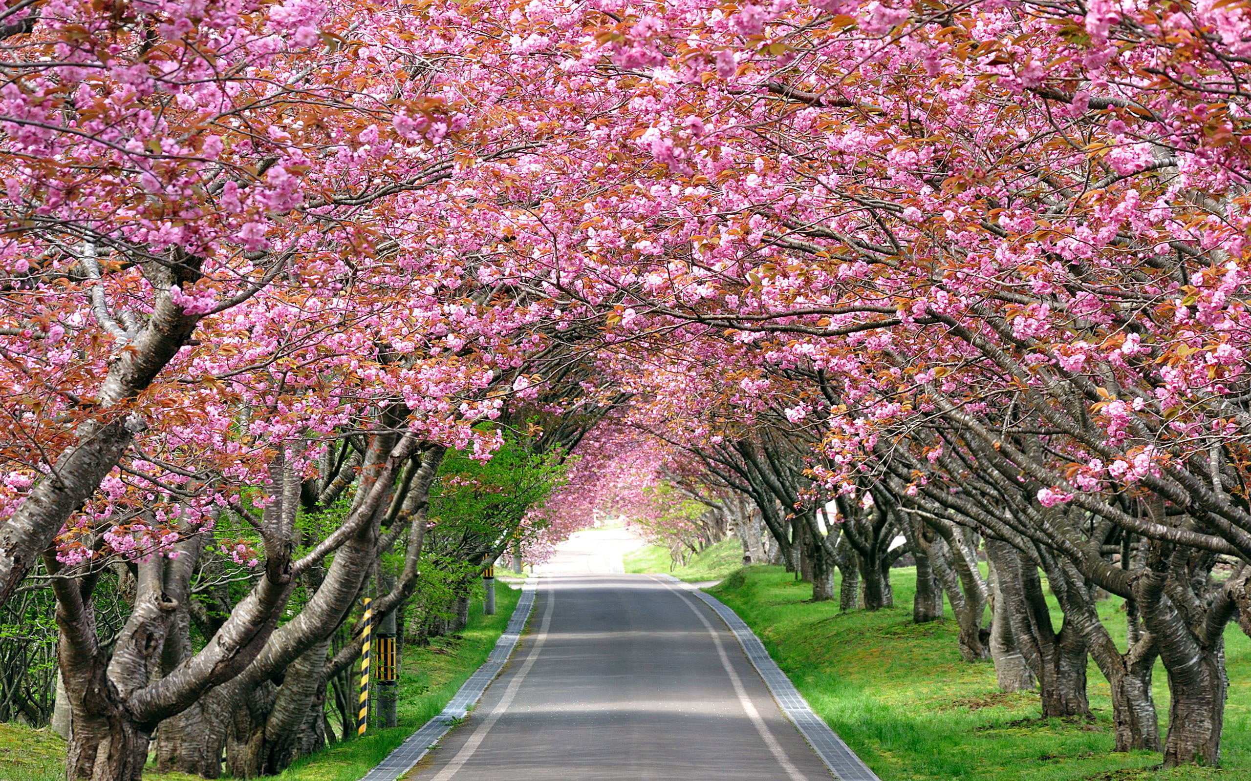 direction, pink color, branch, springtime, no people, fragility, the way forward, alley, having, yblossoms, transportation, image, plant, treelined, HD Wallpaper