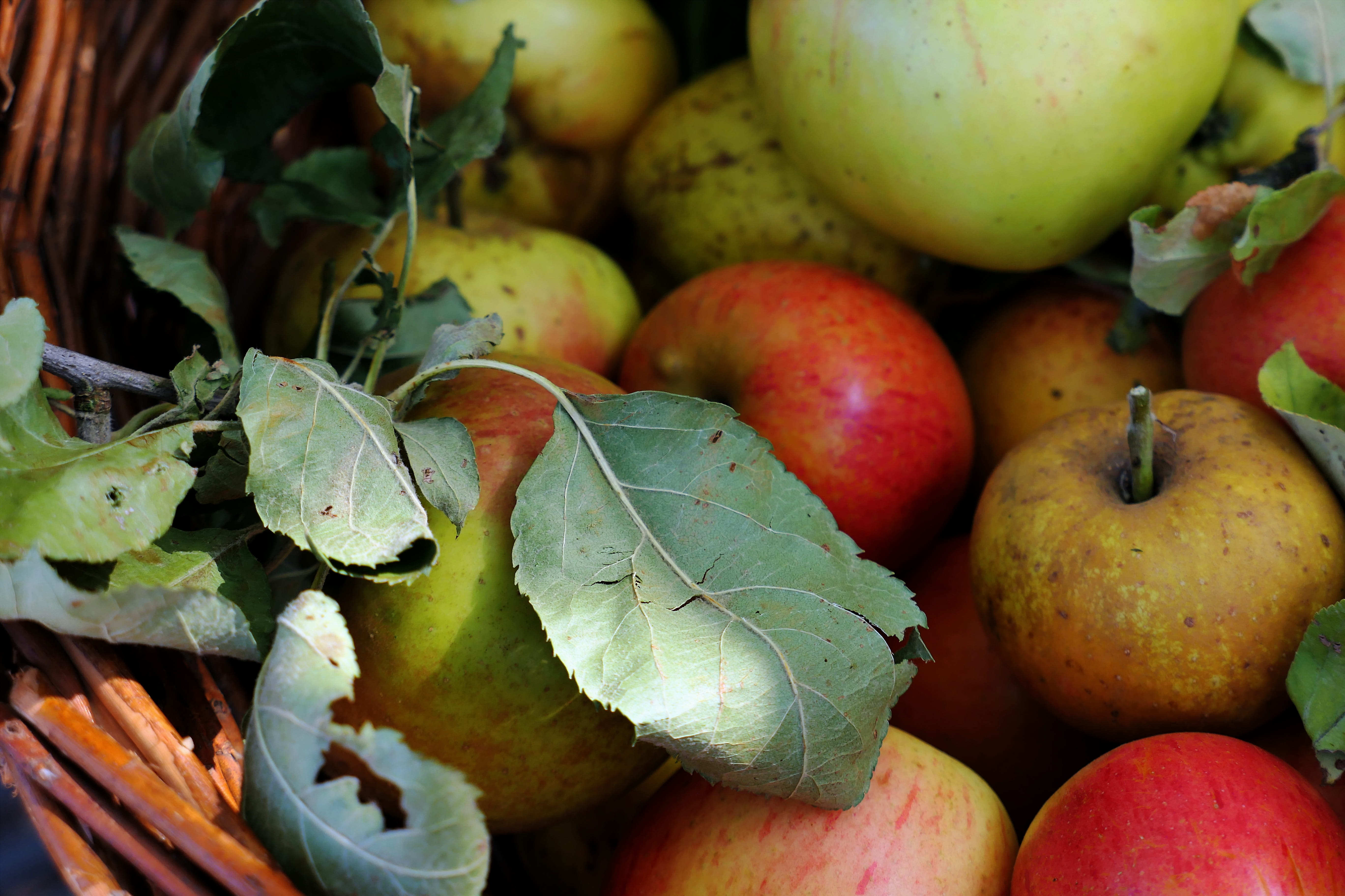 abundance, large group of objects, apple, autumn, choice, apple - fruit, still life, food and drink, fruit growing, no people, variation, healthy eating, HD Wallpaper